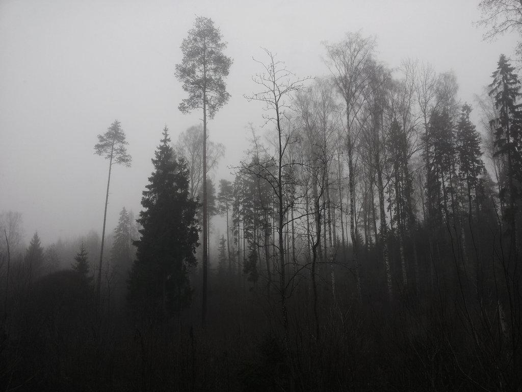 Group of Dark Misty Forest Wallpaper