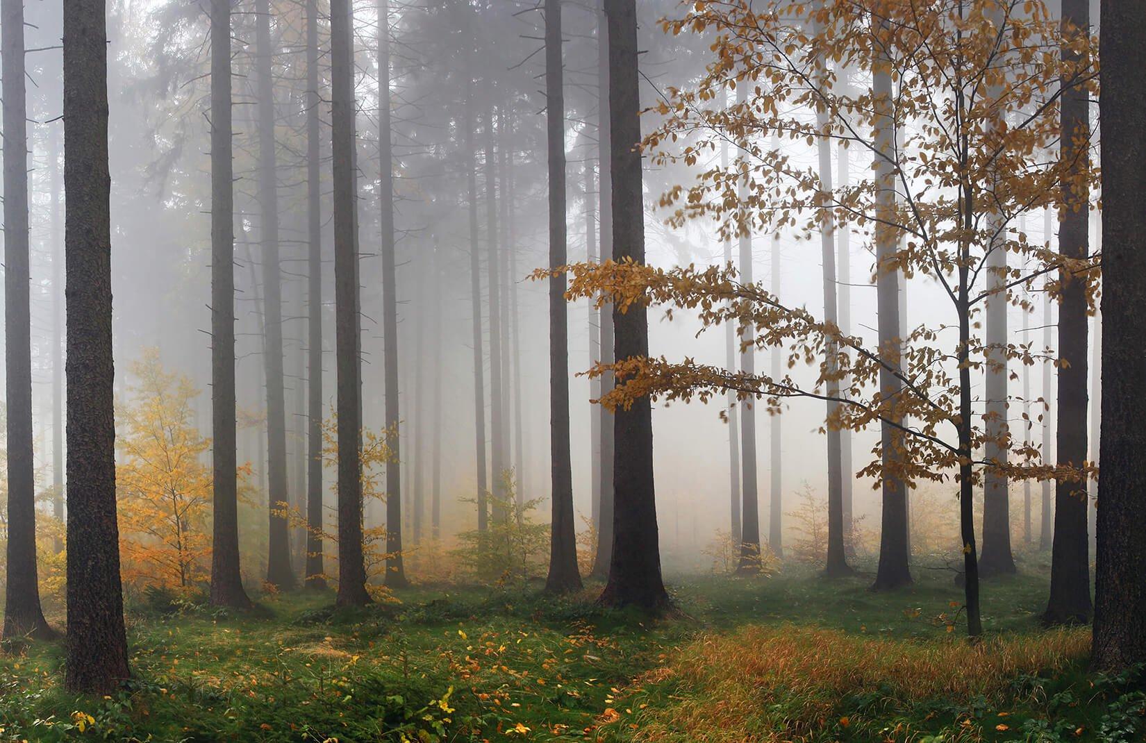 Autumn Mist Wallpaper. Forest Wall Mural