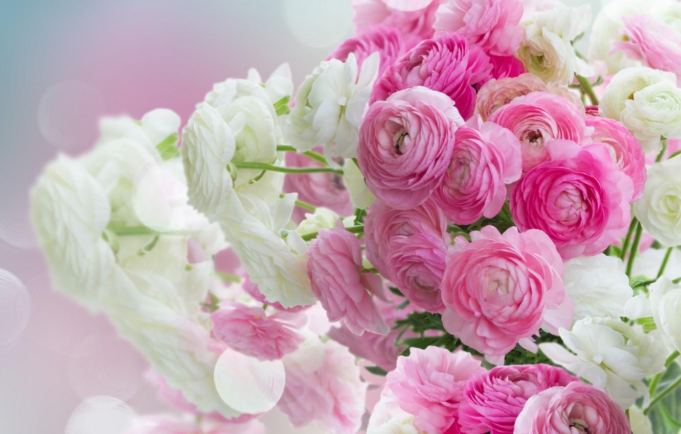 Wallpaper white, pink, pink flowers, flowers, beautiful, buttercups