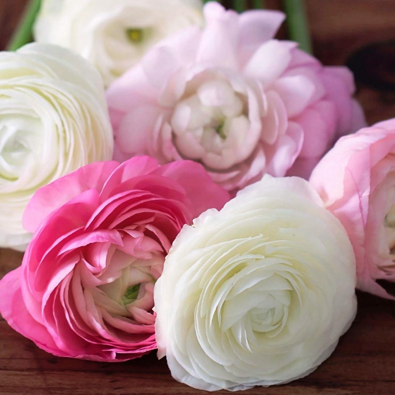 White Ranunculus Wallpapers - Wallpaper Cave