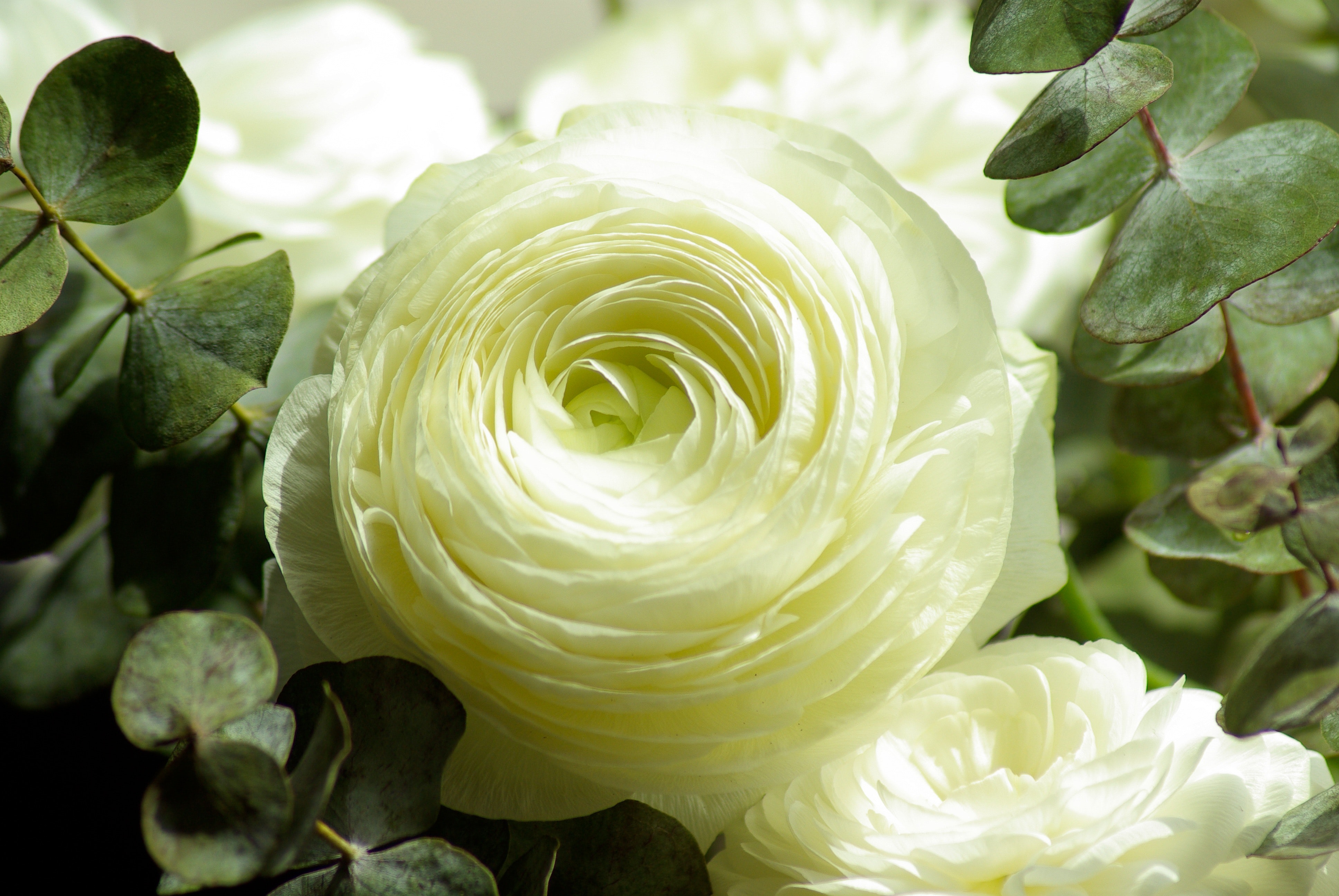 White Ranunculus Wallpapers - Wallpaper Cave