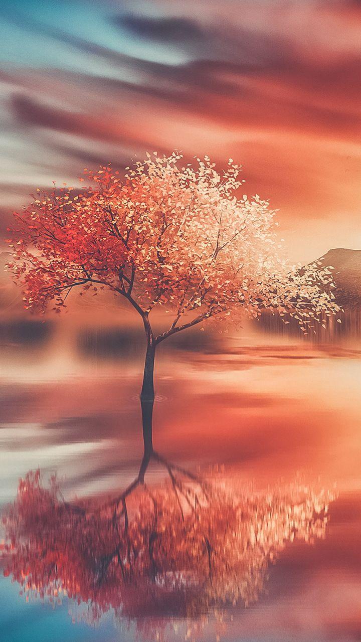 Autumn, tree, sunset, reflections, 720x1280 wallpaper. Nature