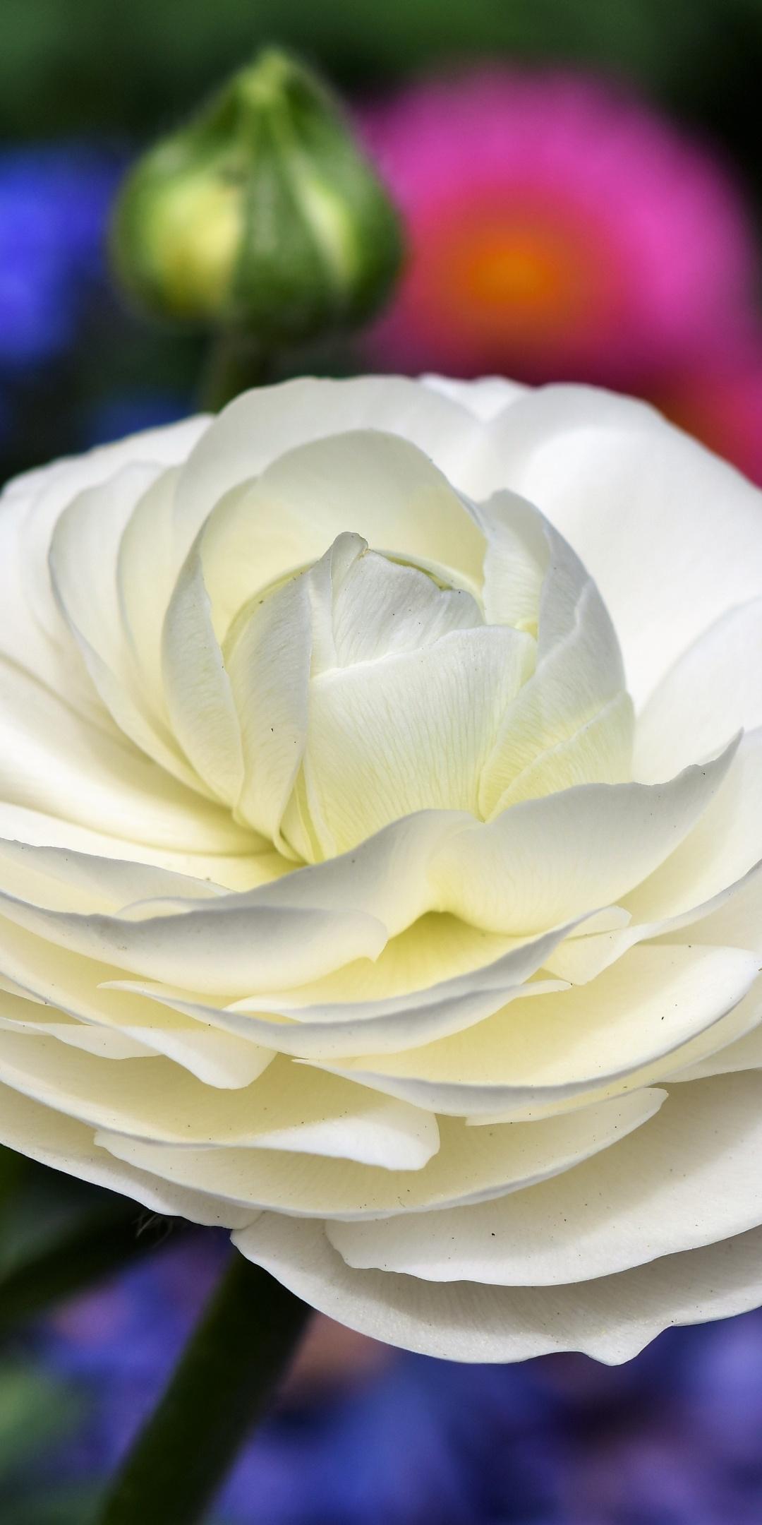 Download 1080x2160 wallpaper ranunculus, bloom, white flower, honor