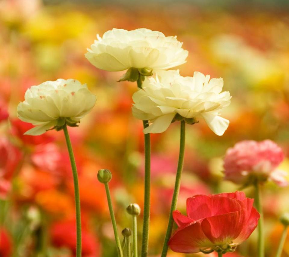 White Ranunculus Wallpapers - Wallpaper Cave