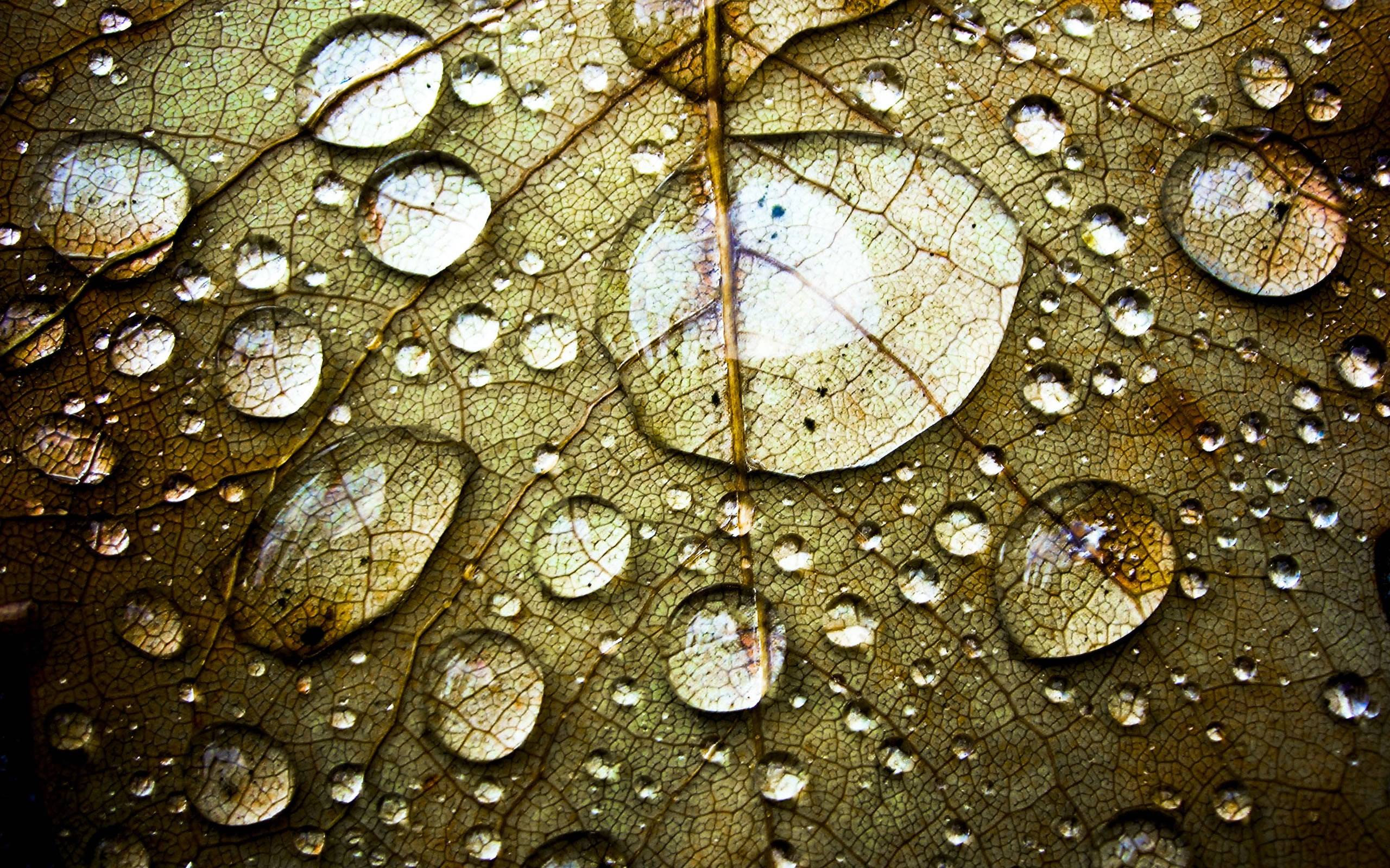 Water Drops On Leaf 3D #Wallpaper