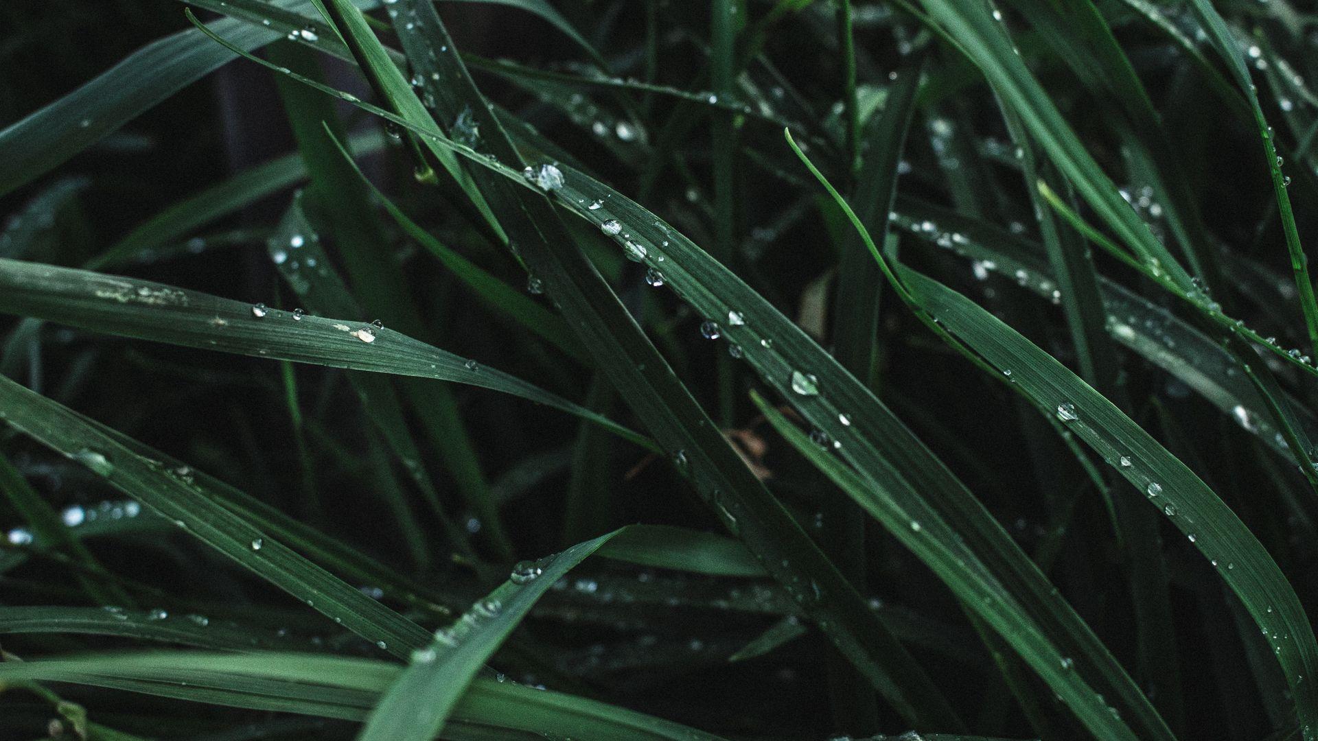 Rain Water Drops on Grass Wallpaper