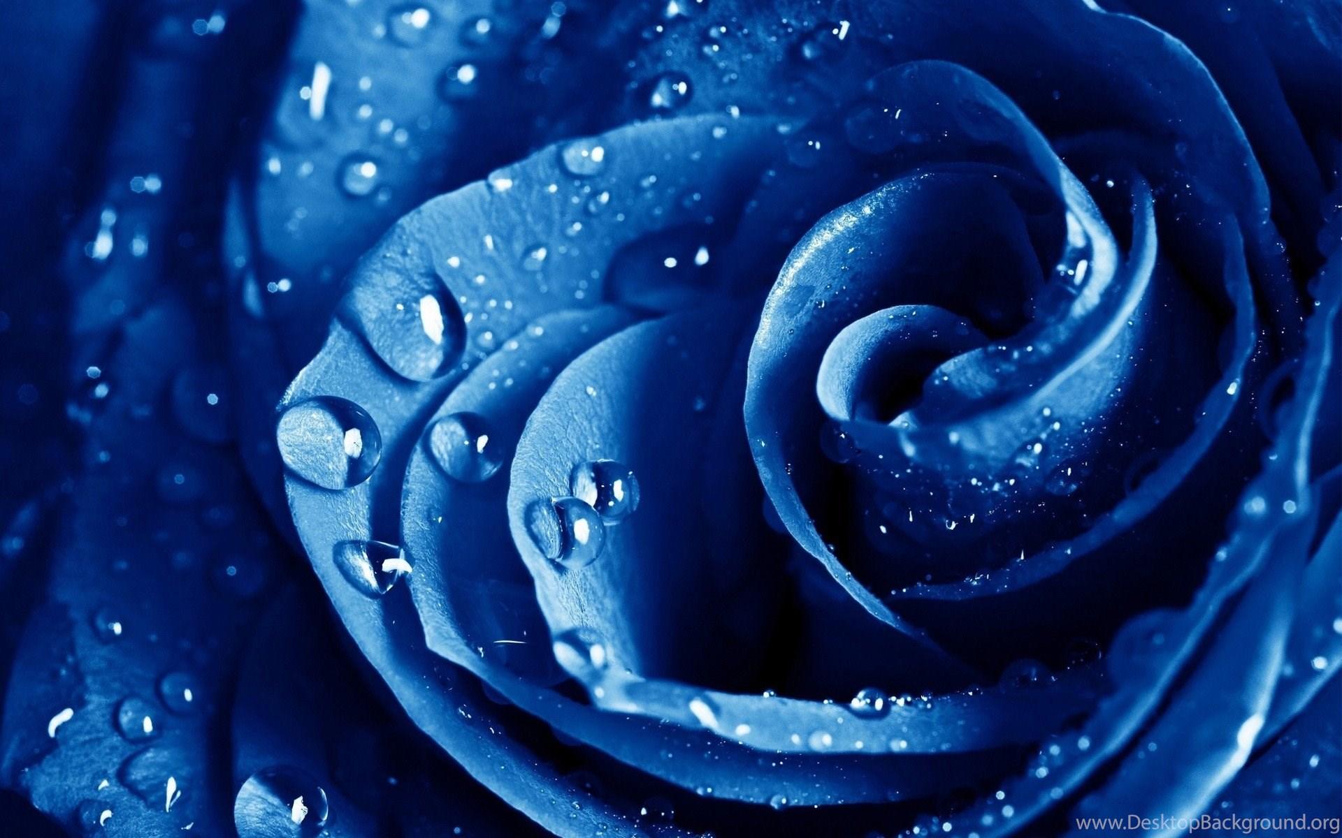 Water Drops Macro Roses Blue Rose Blue Flowers Drops Wallpaper