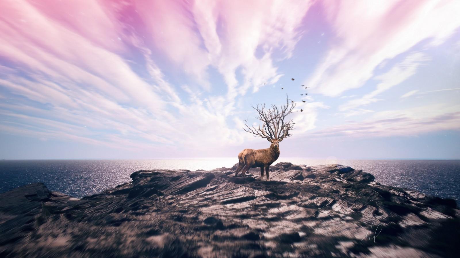 Download 1600x900 Elk, Cliff, Clouds, Scenic, Rocks, Horizon
