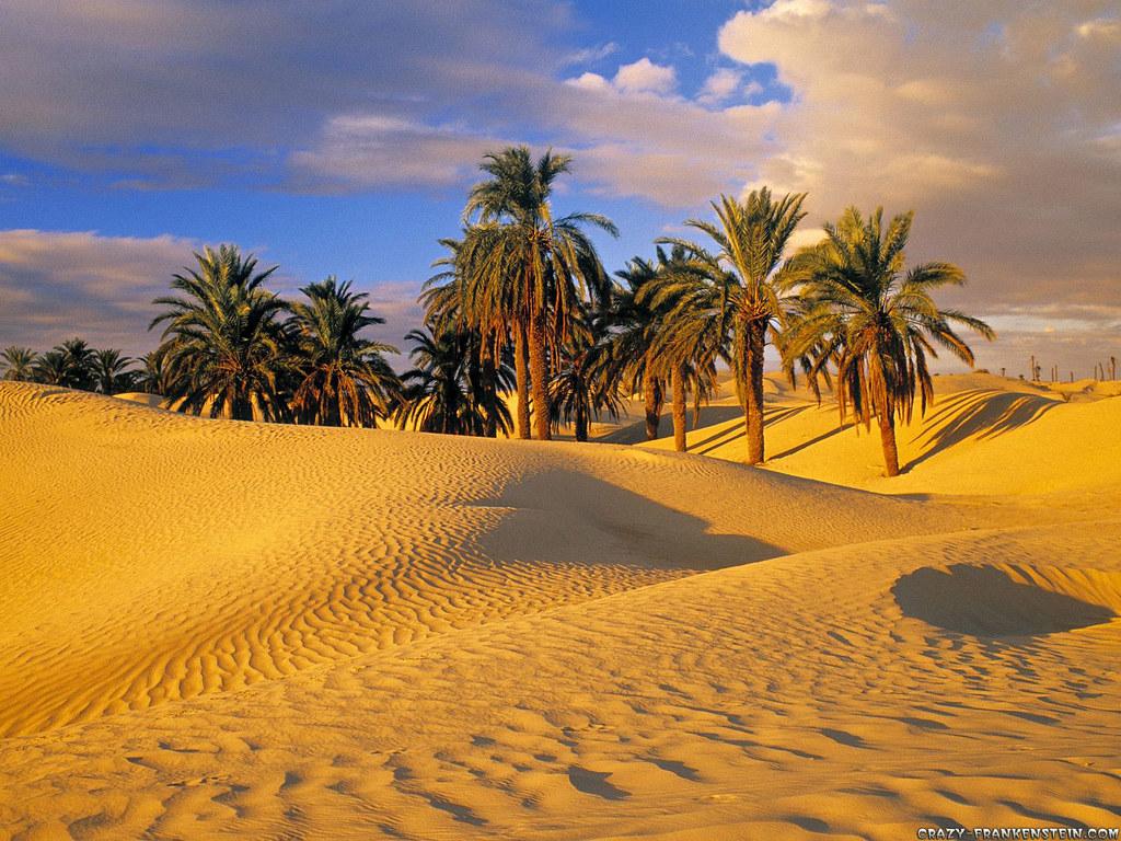 Desert Oasis Tunisia Wallpaper 1600x1200
