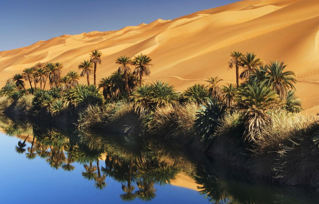 Wallpaper sand, the sky, water, palm trees, desert, oasis image