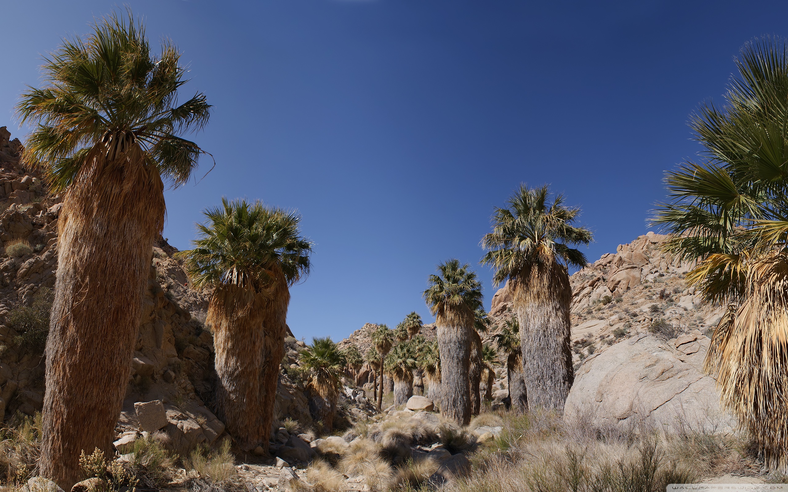 Desert Oasis ❤ 4K HD Desktop Wallpaper for 4K Ultra HD TV • Tablet
