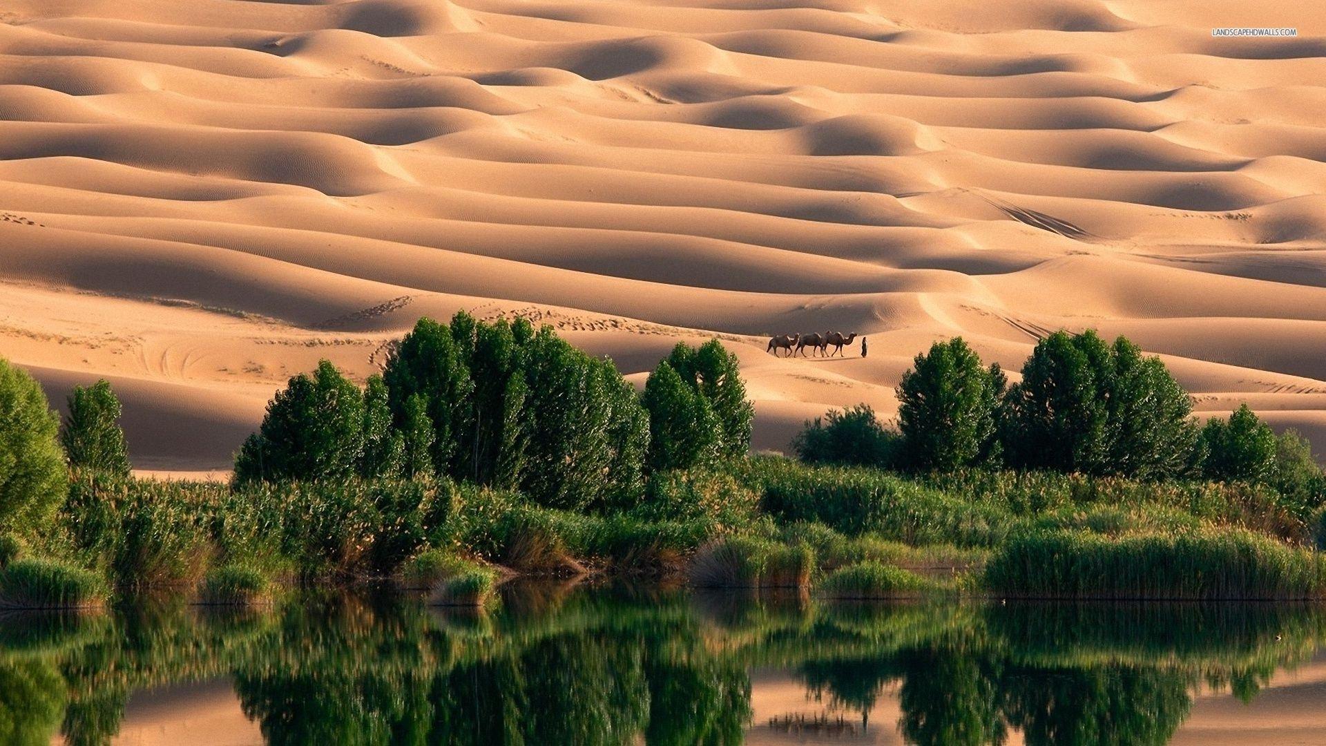Desert Oasis Wallpaper 185232 1920x1080 (428.16 KB)