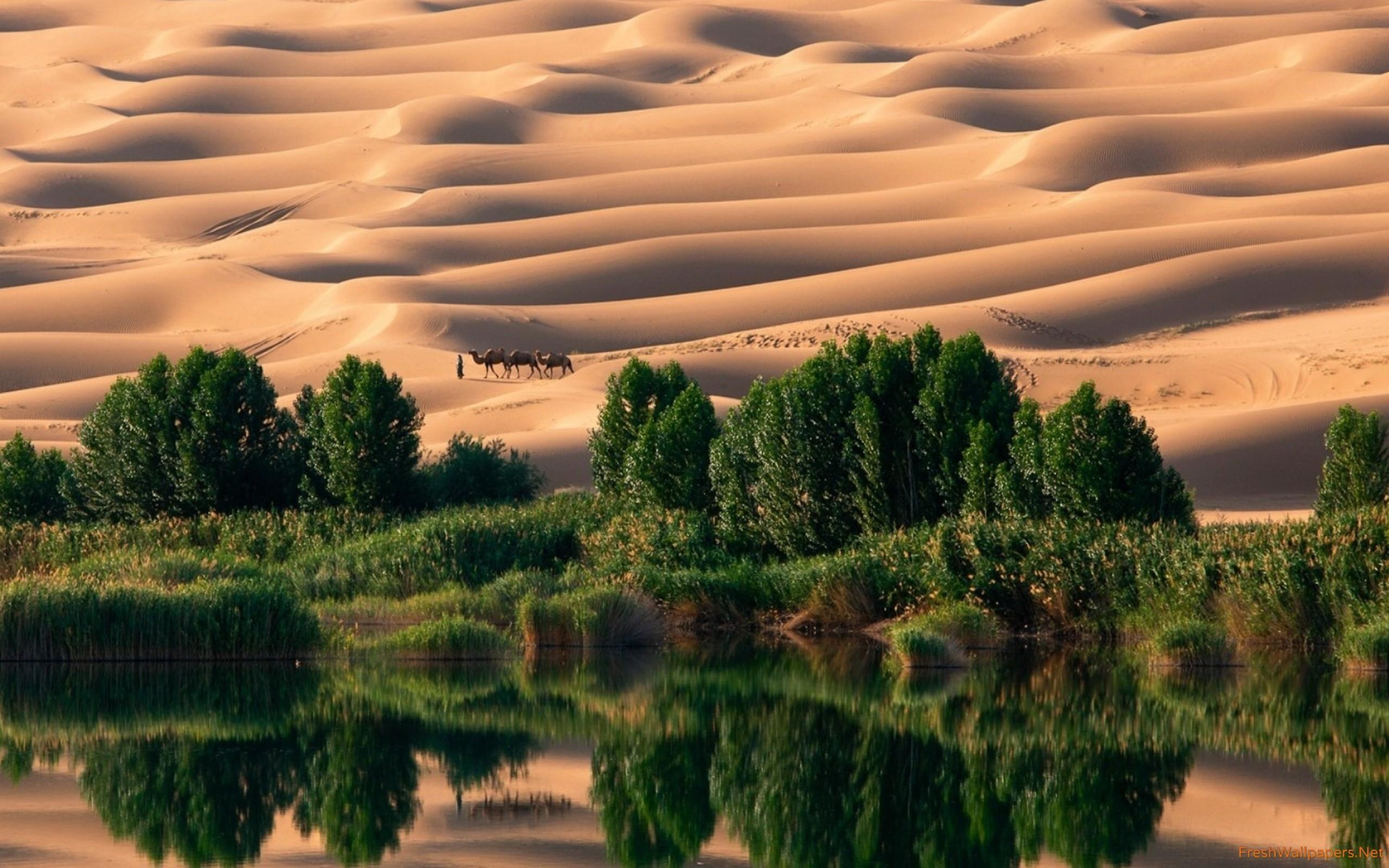 Desert Oasis HD wallpaper