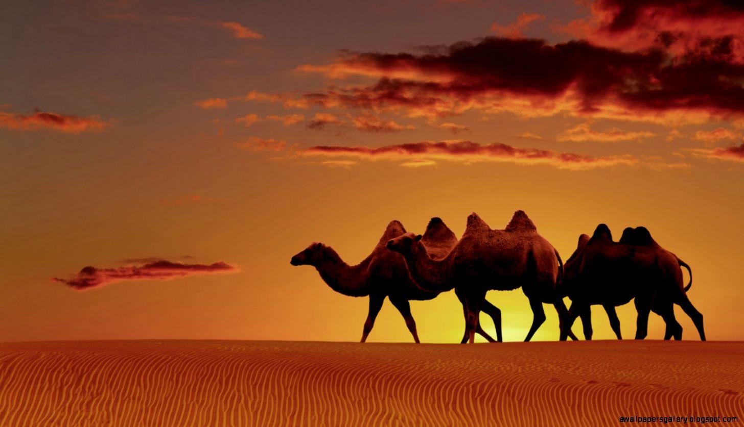 Arabian Desert Oasis Sunset
