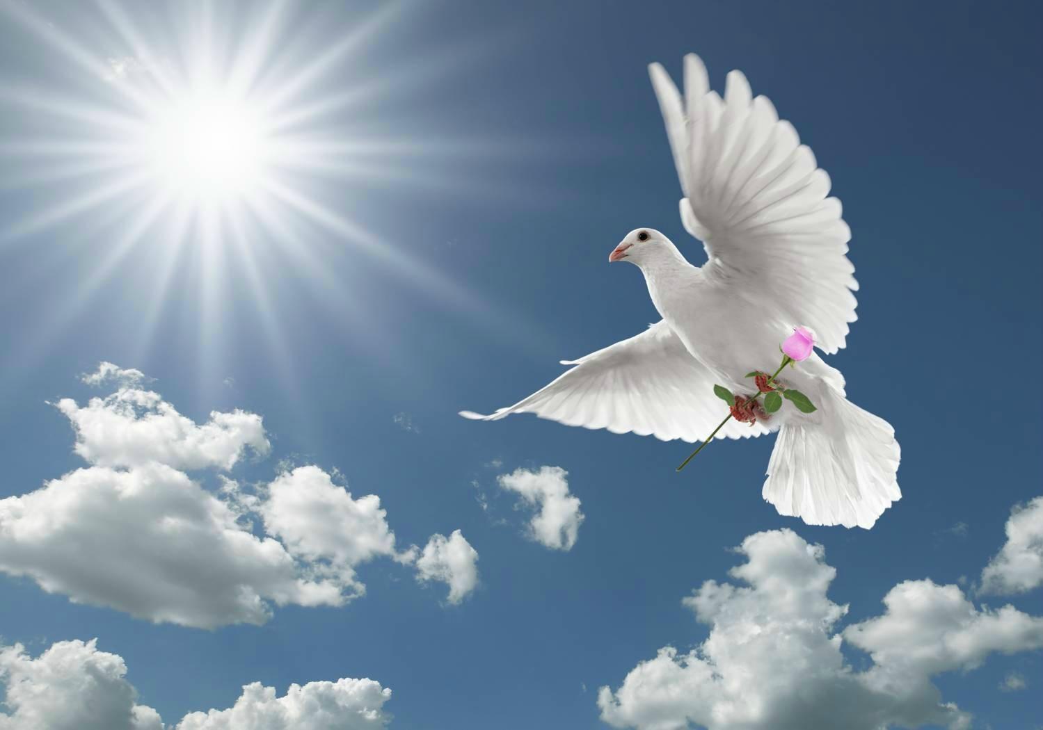 White Dove Wallpaper