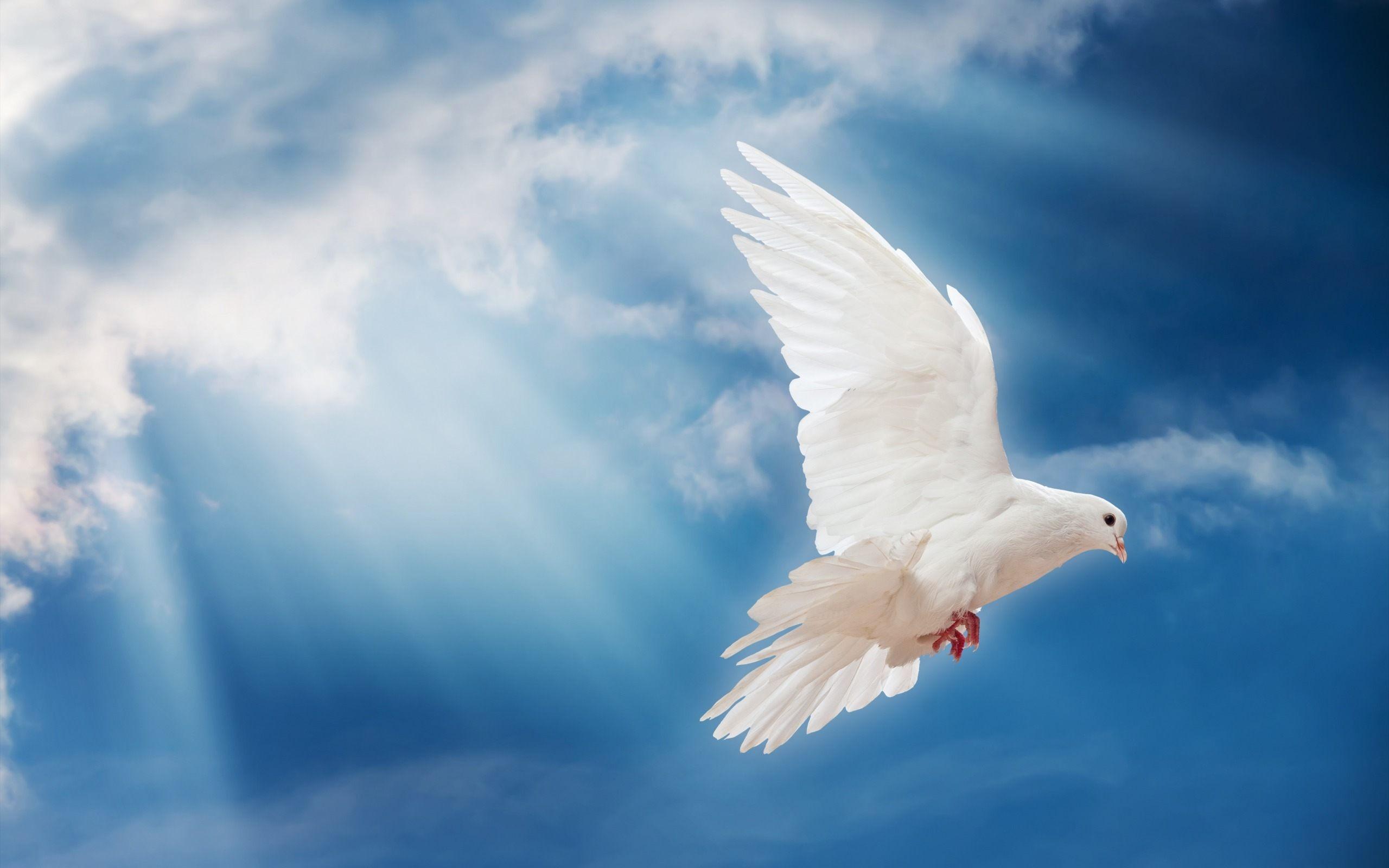 White Dove Flying HD Wallpaper 2560x1600