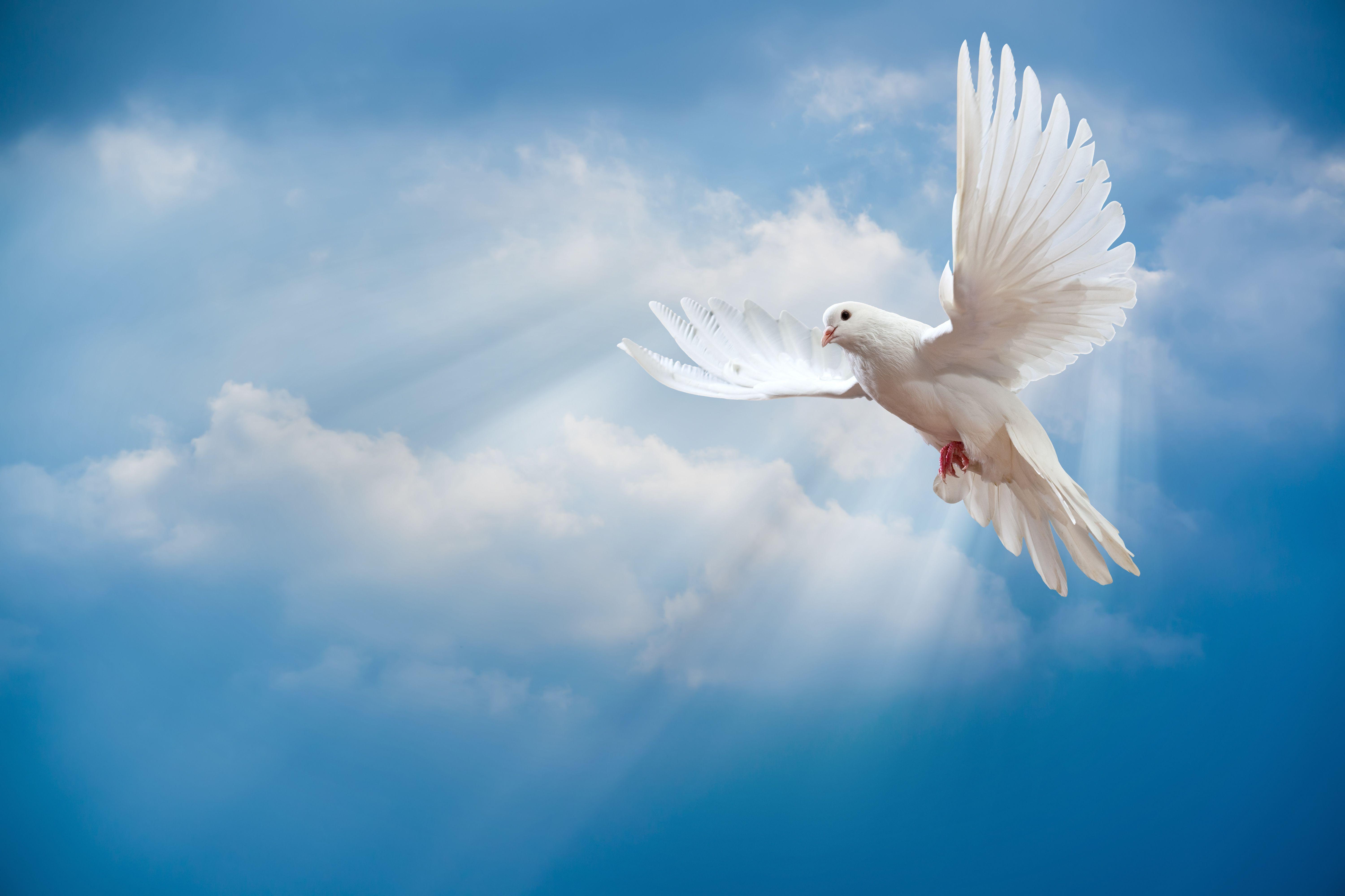 Download wallpaper dove, peace, sky, pigeon, white, sunrays, white