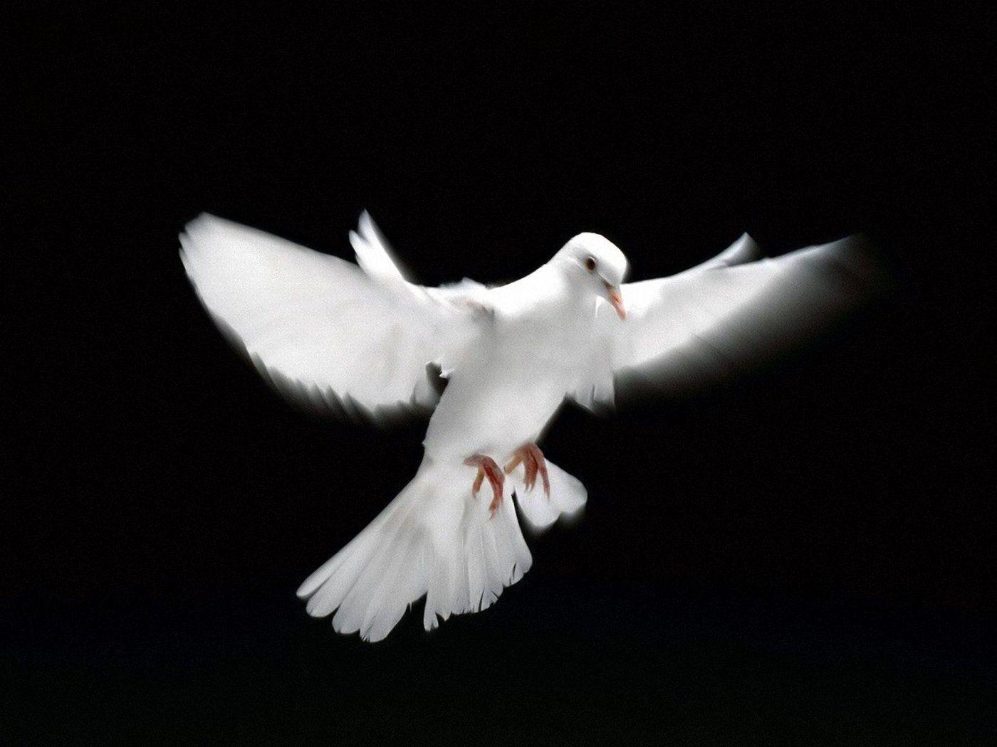 flying dove. White Dove Flying 1400x1050 Wallpaper, Dove