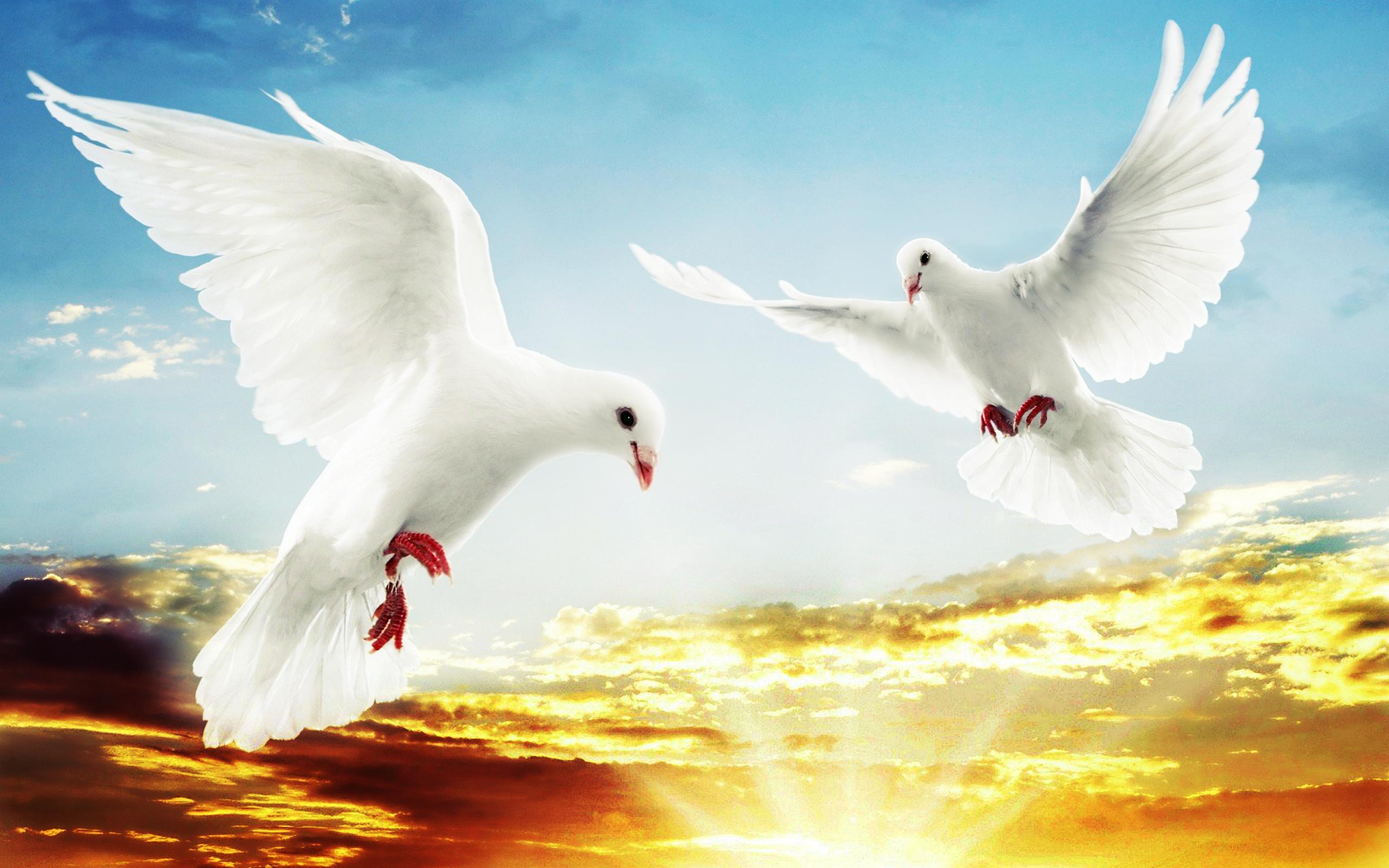 Hite Doves Flying HD Wallpaper, Background Image