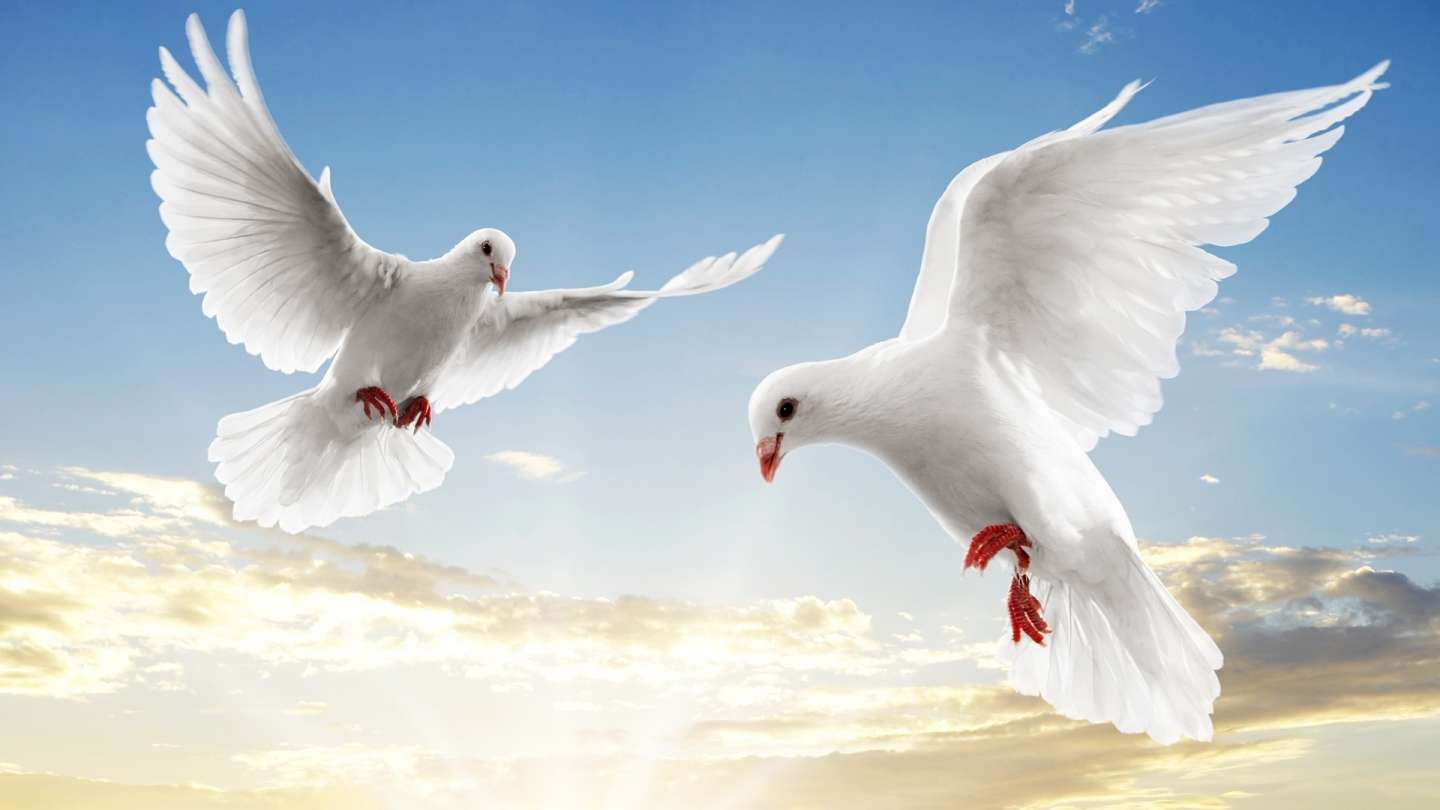Hite Doves Flying HD Wallpaper, Background Image