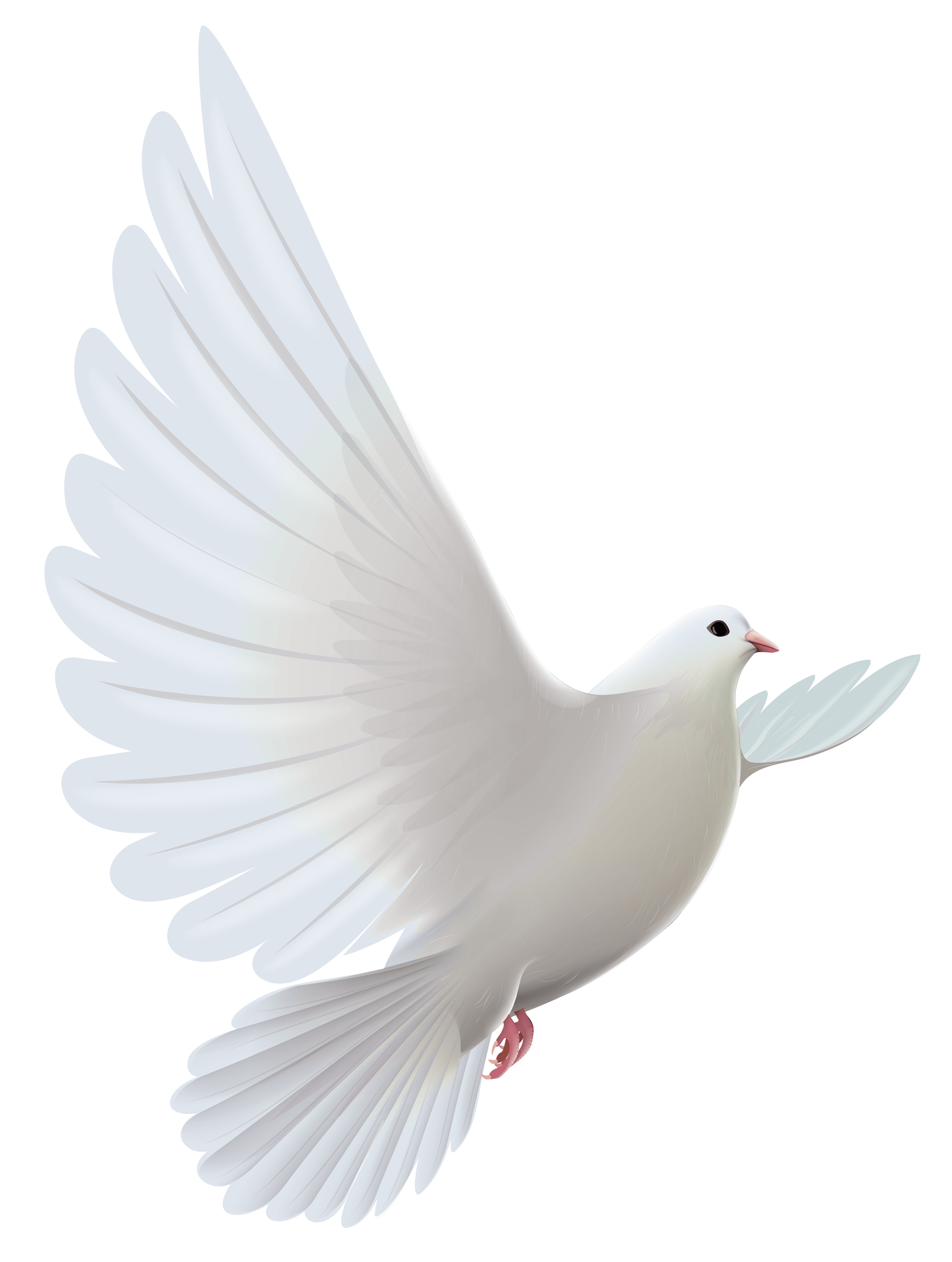 White Dove Transparent PNG Clipart