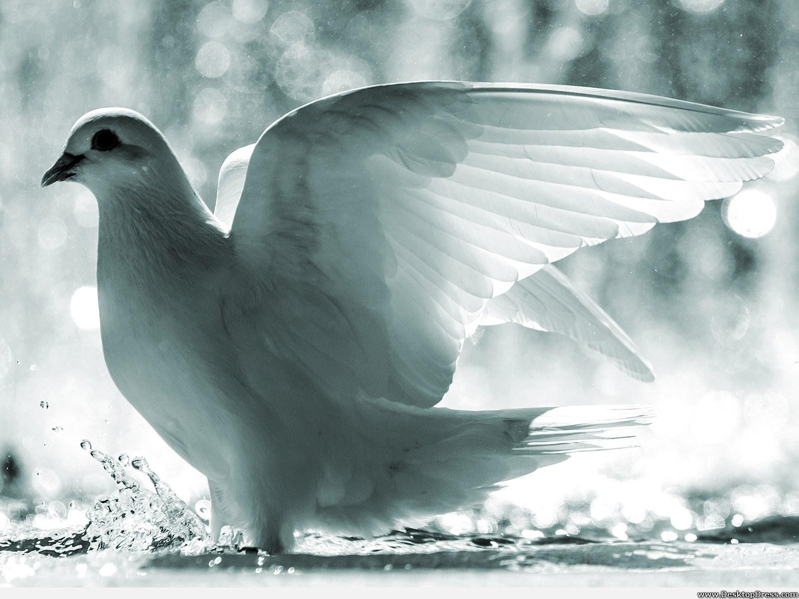 Desktop Wallpaper Animals Background White Dove