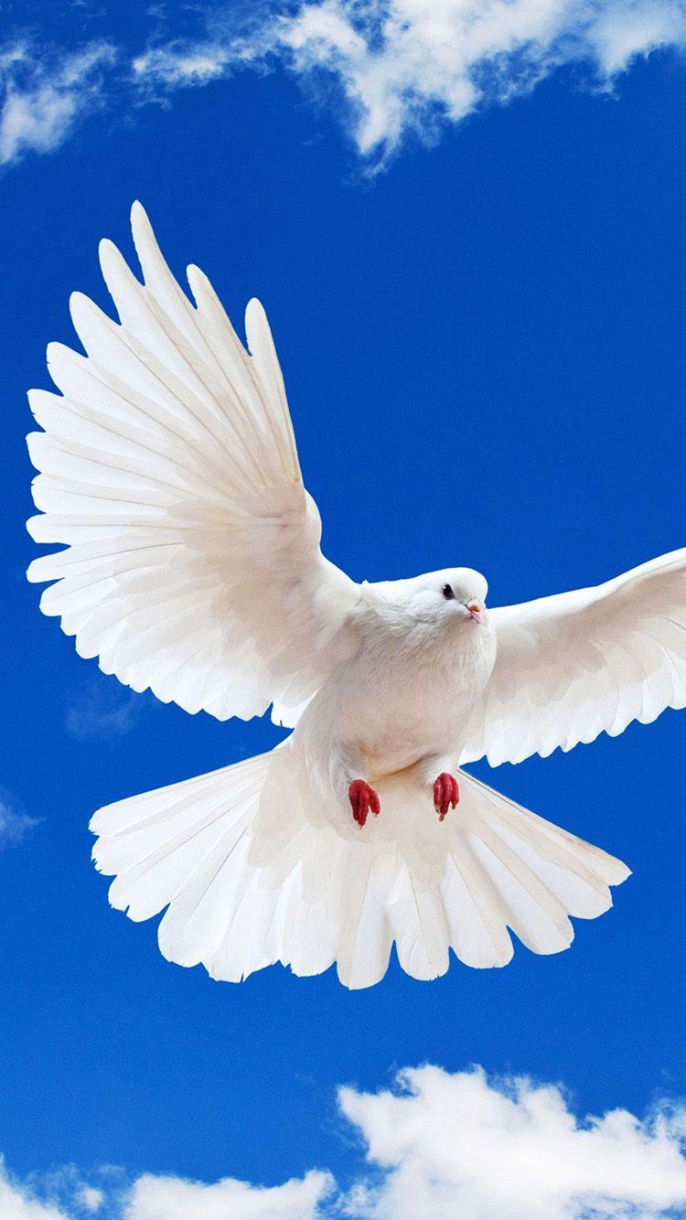 White dove iPhone 7 and 7 Plus Wallpaper. Bird wallpaper