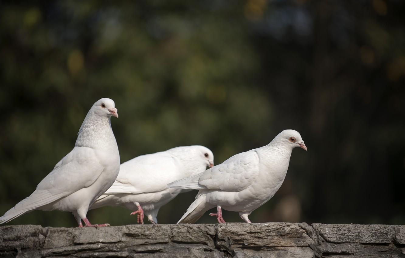Wallpaper nature, nature, white doves, white doves image