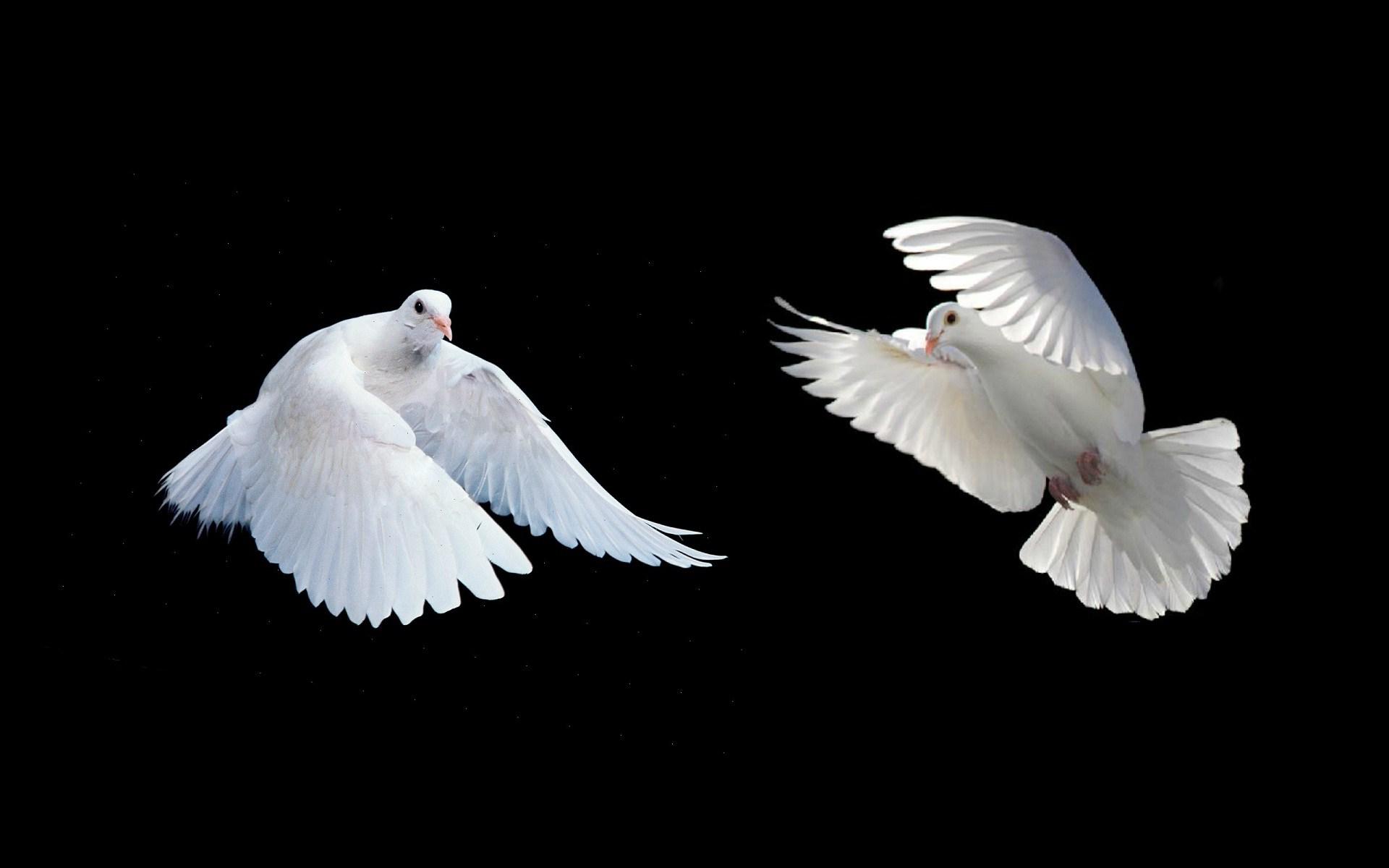 White Doves Flying Wallpaper Year Two Line Shayari