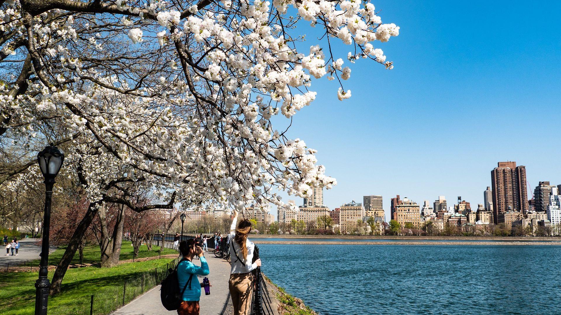 New York City Central Park Close Up Wallpaper