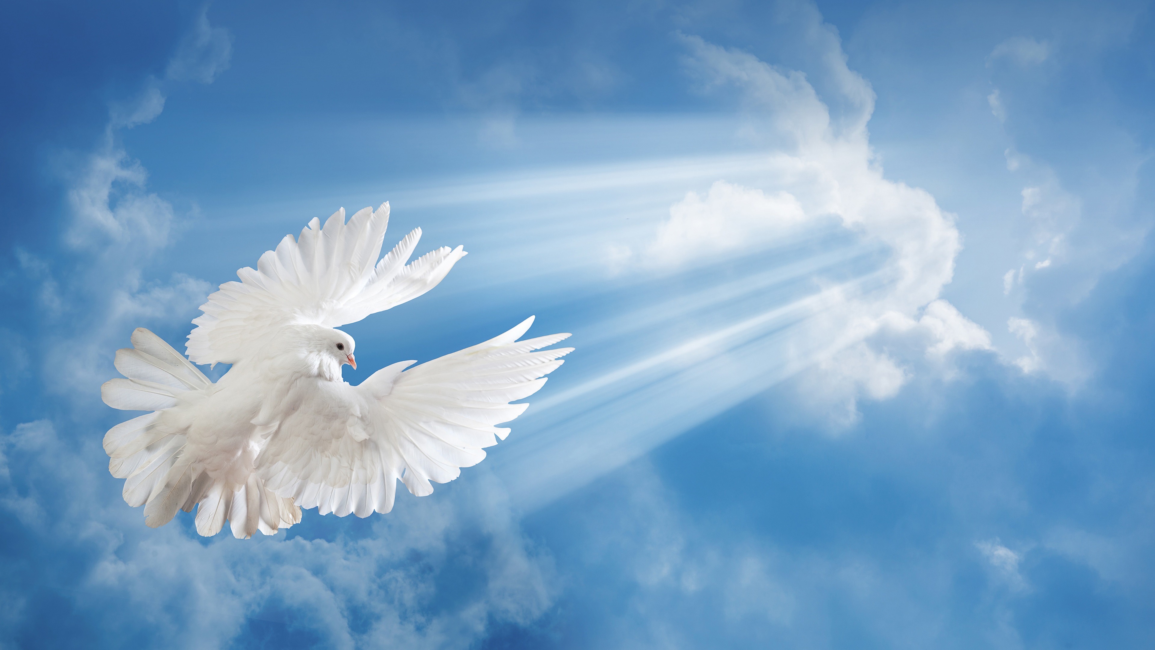 Wallpaper White dove, blue sky, clouds 3840x2160 UHD 4K Picture, Image