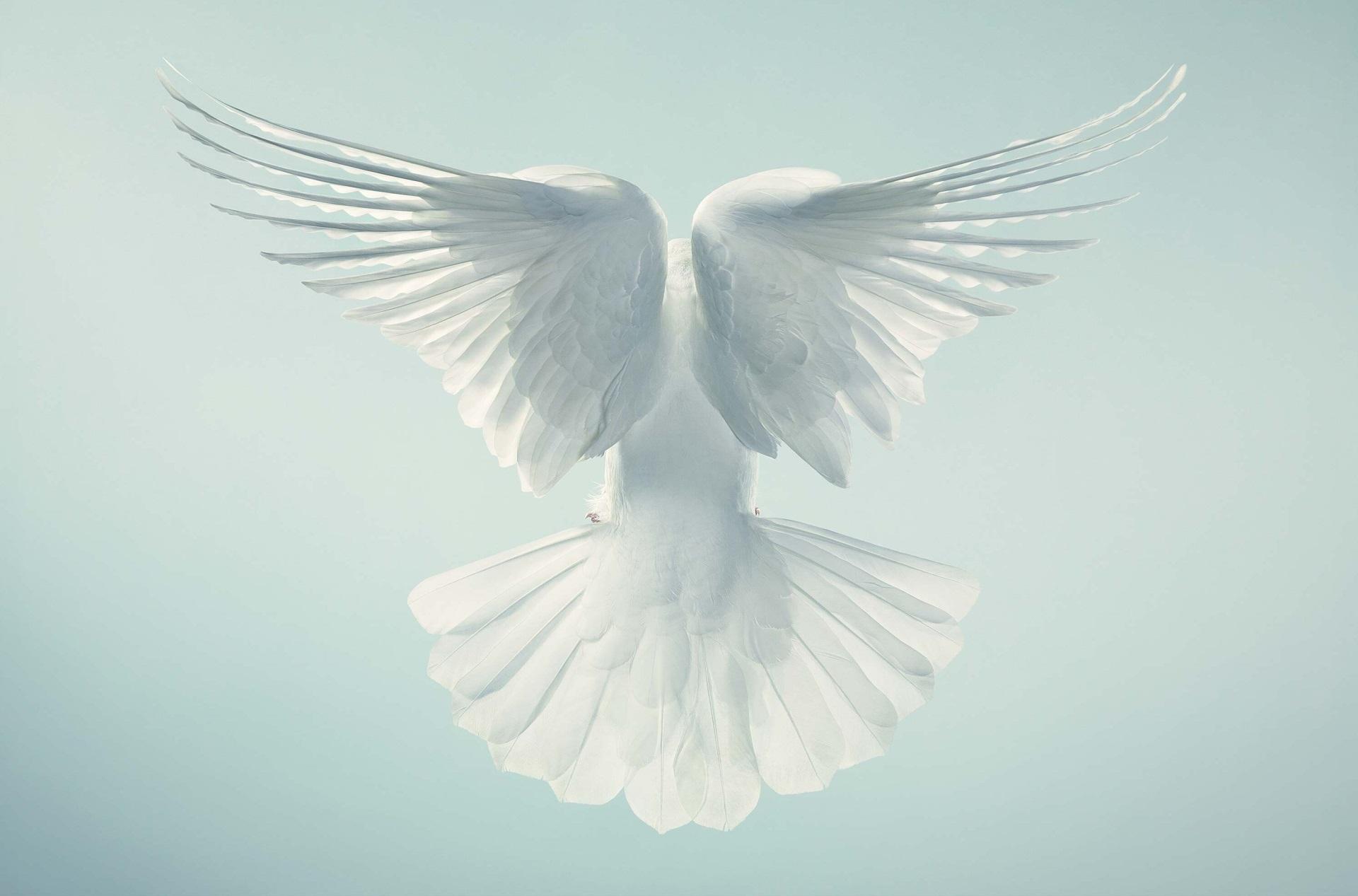 White Doves Wallpapers - Wallpaper Cave