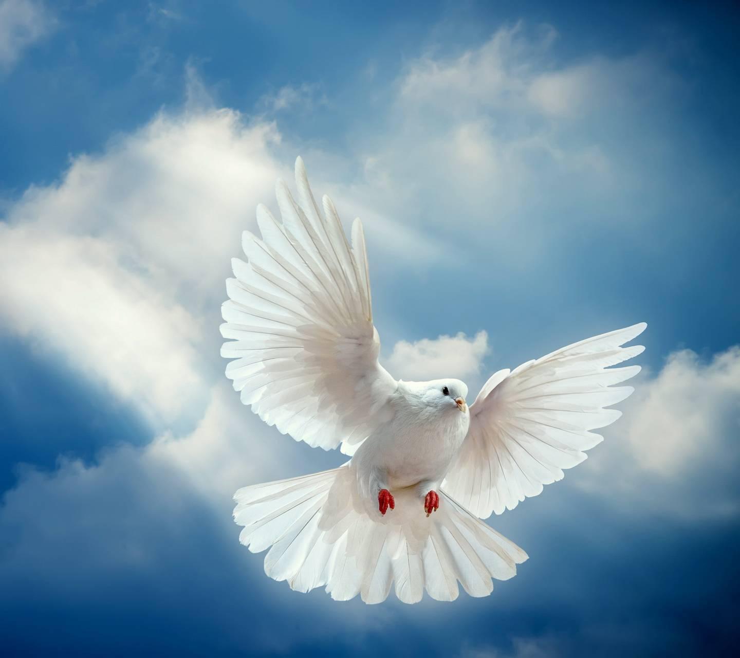 White Dove Wallpapers by MARIKA.