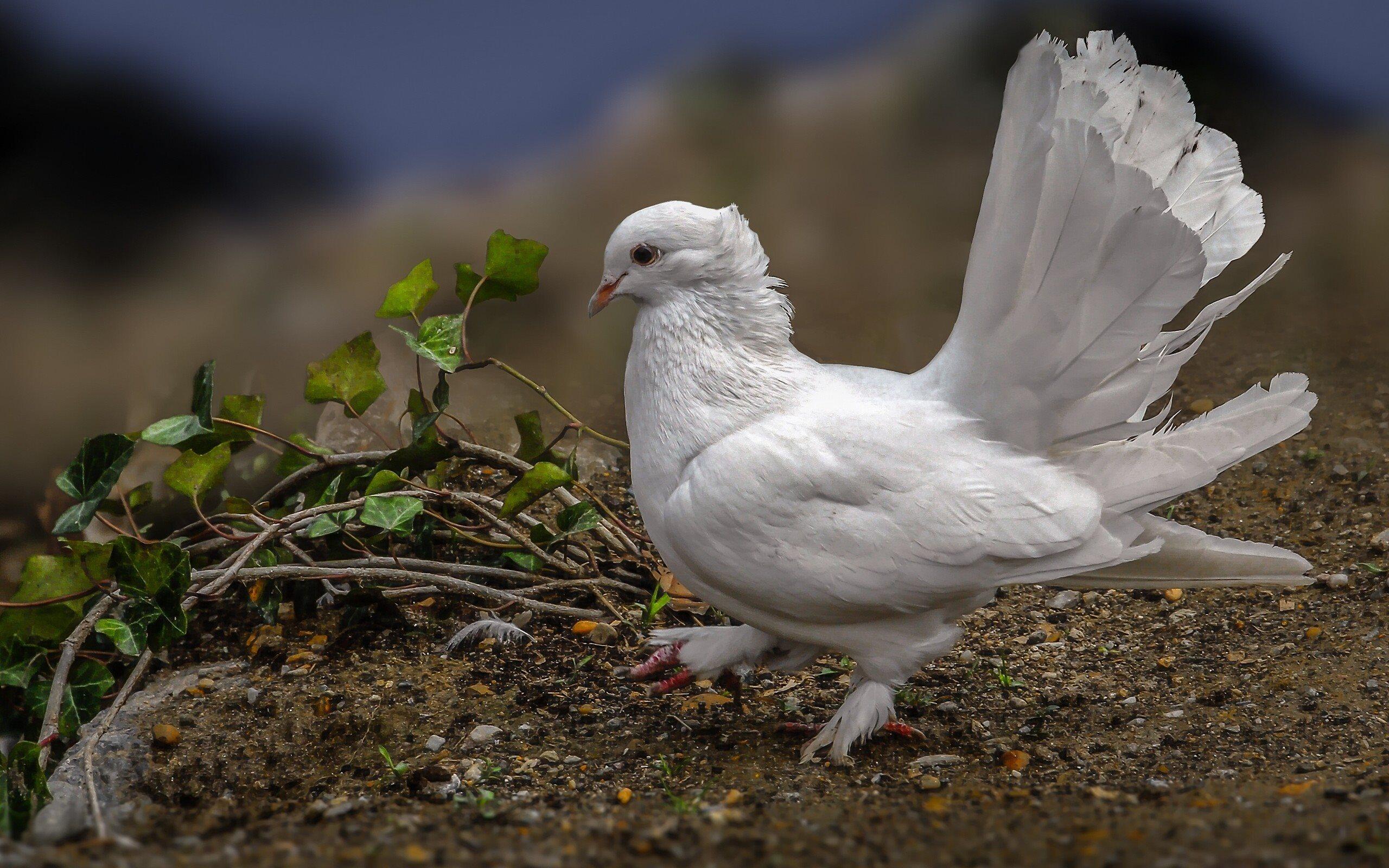 Download wallpaper white dove, bird of peace, birds, doves