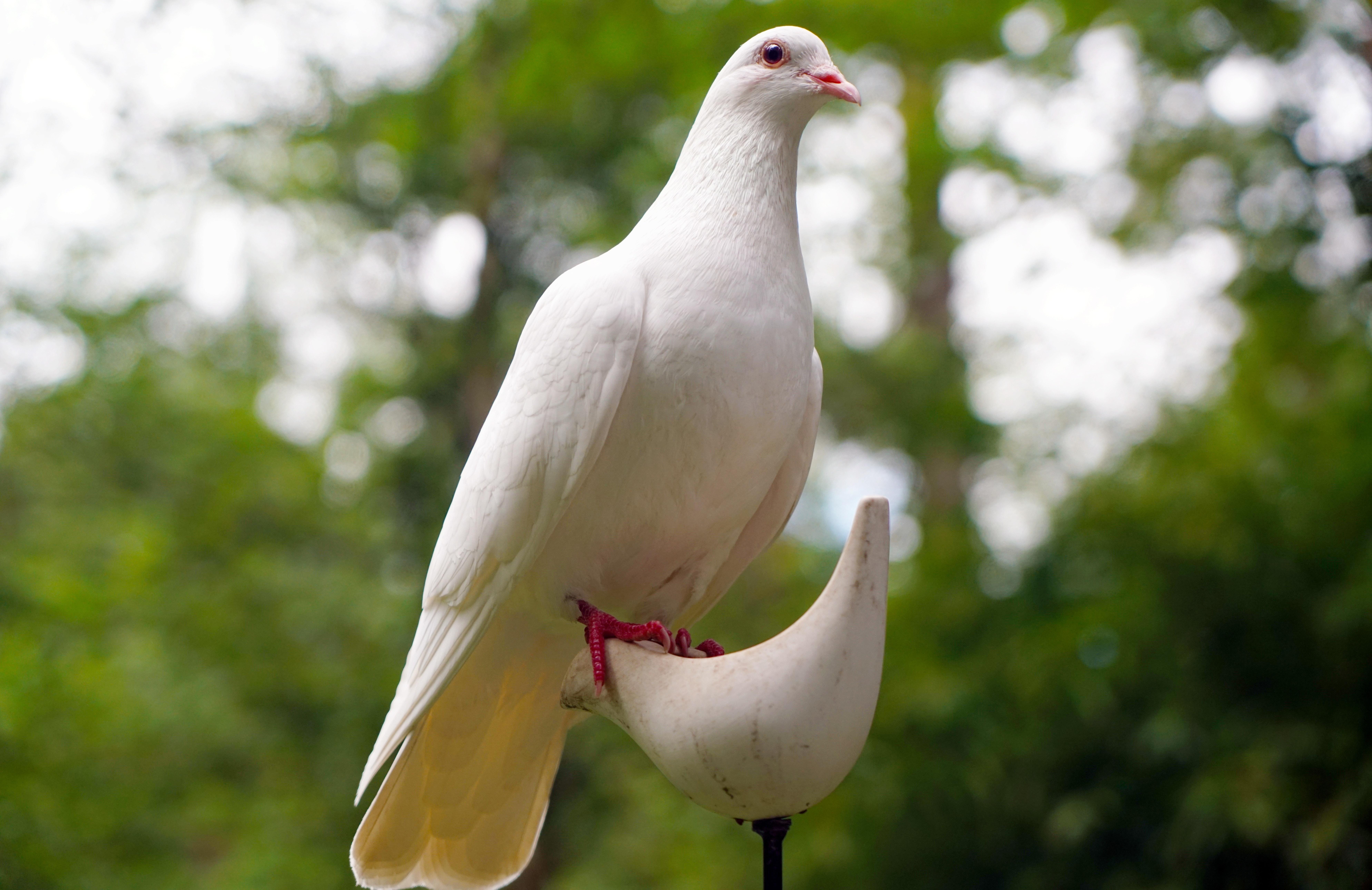 White Dove on White Bird Figure Stand · Free