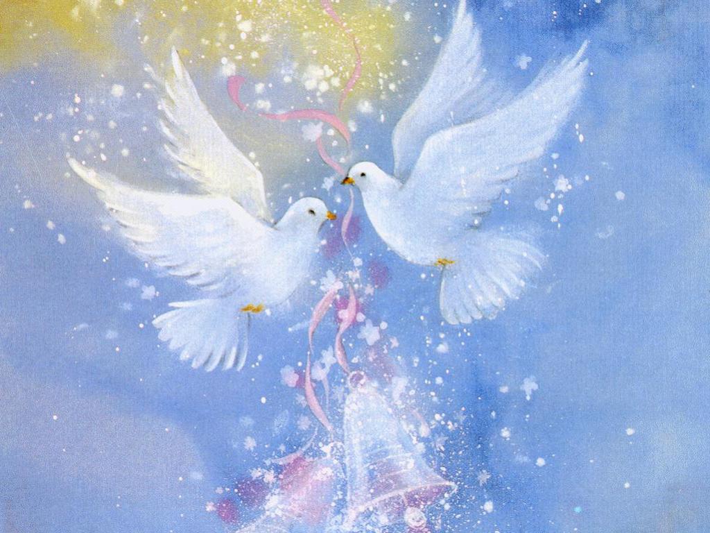 Dove bird wallpaper