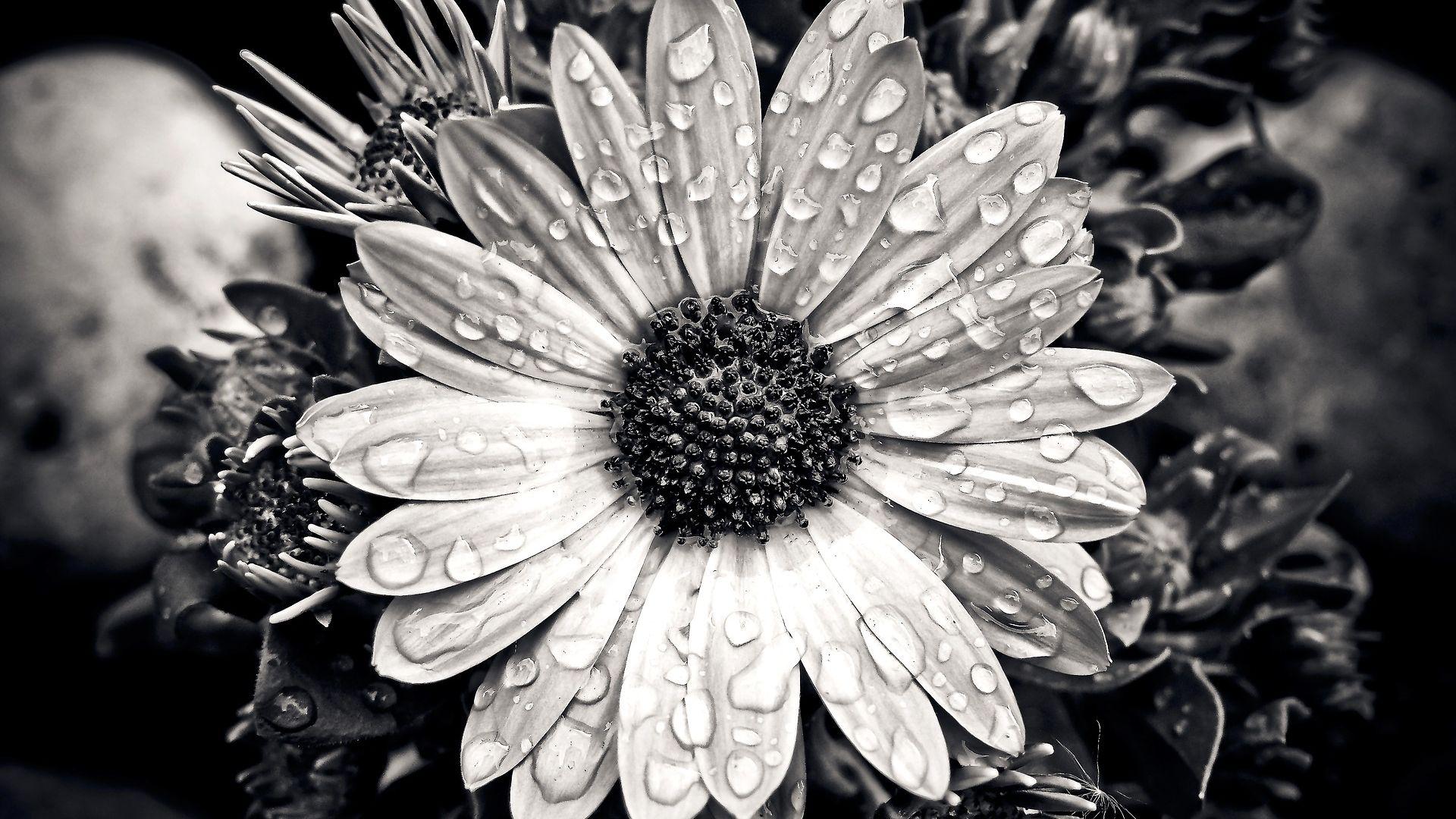 Nature Flowers Black And White Flowers  Black And White Daisy    Black  White Flower HD wallpaper  Pxfuel