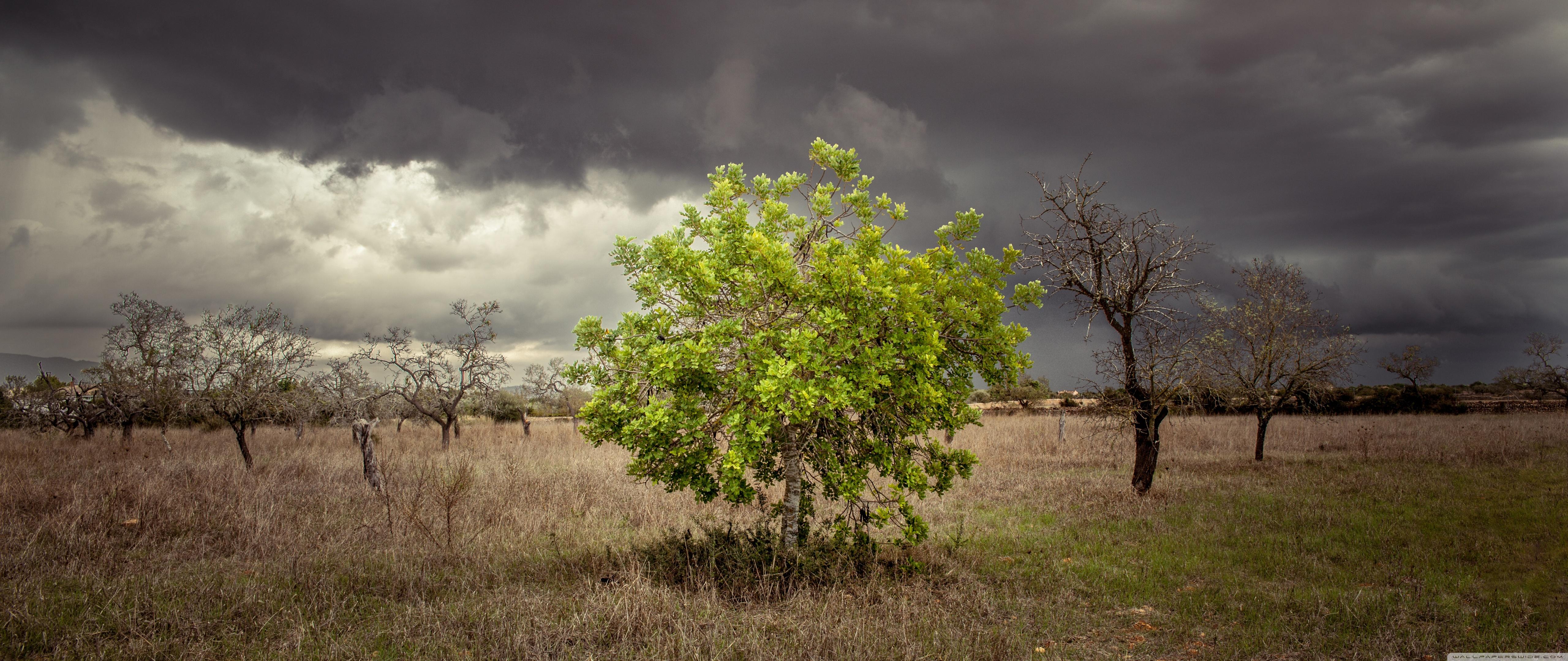 A Single Green Tree Surrounded by Dead Trees ❤ 4K HD Desktop