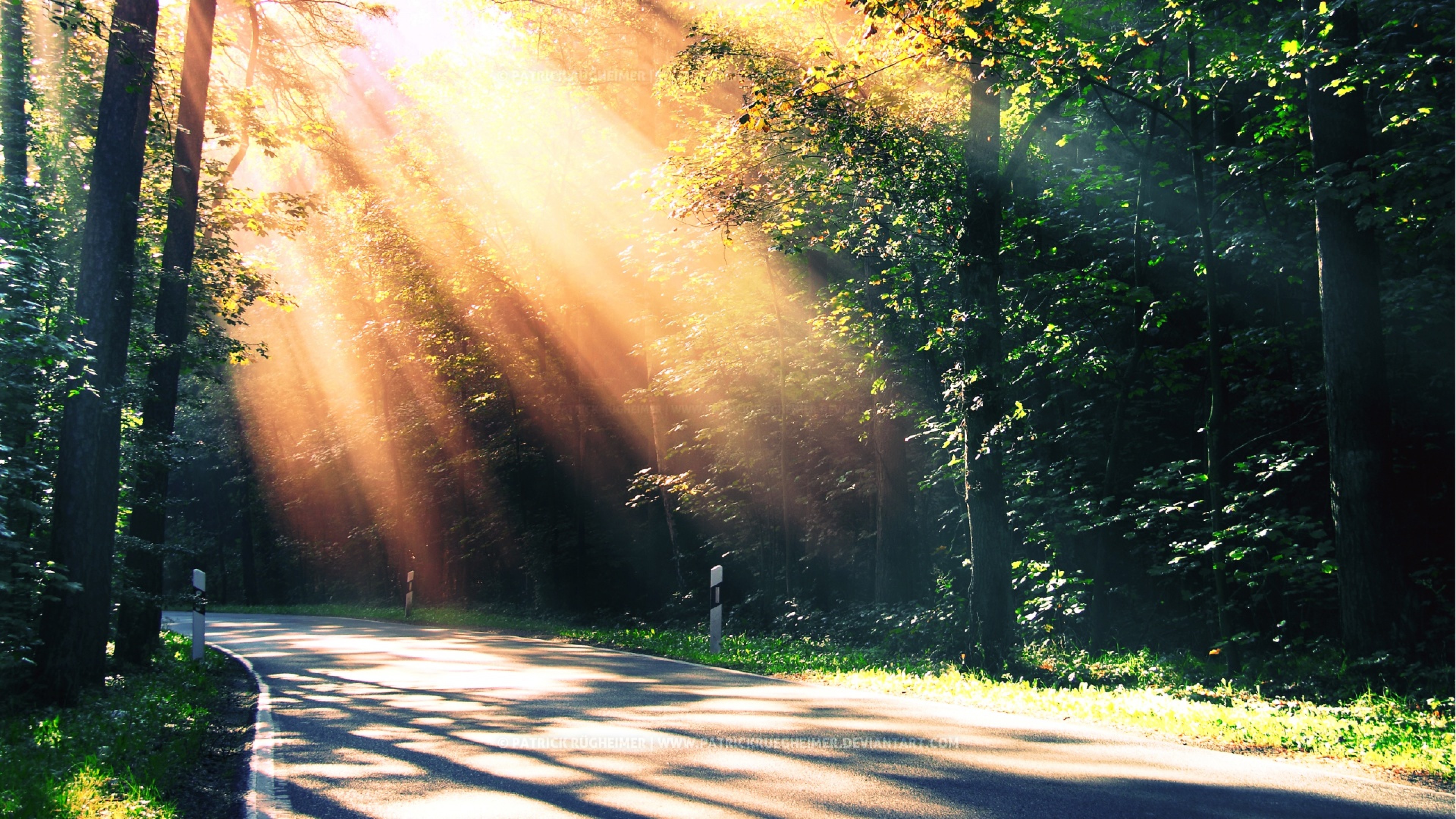 Sunny Road Surrounded by Trees 4K Ultra HD Wallpaper