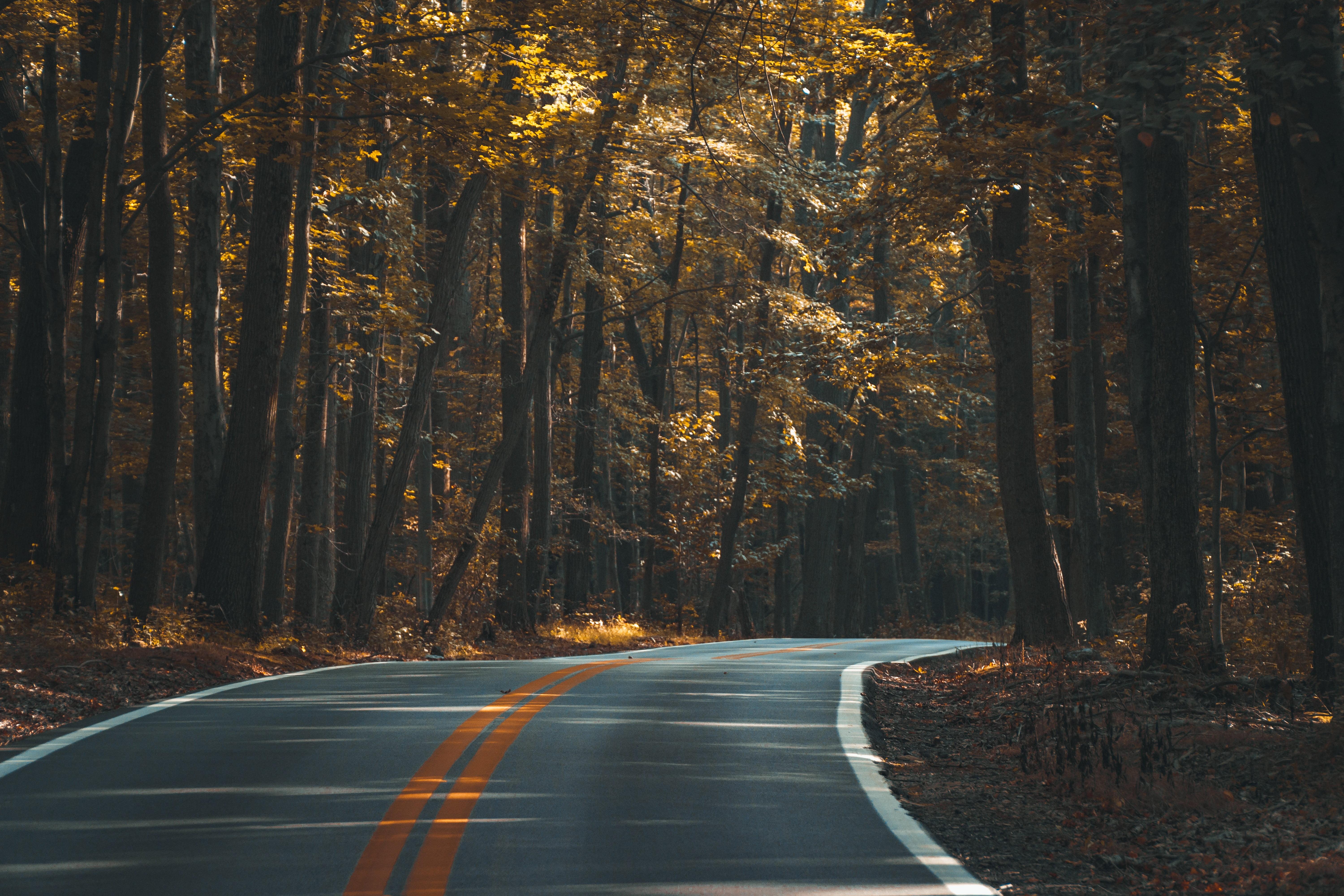 Black asphalt road surrounded by brown leaf trees HD wallpaper