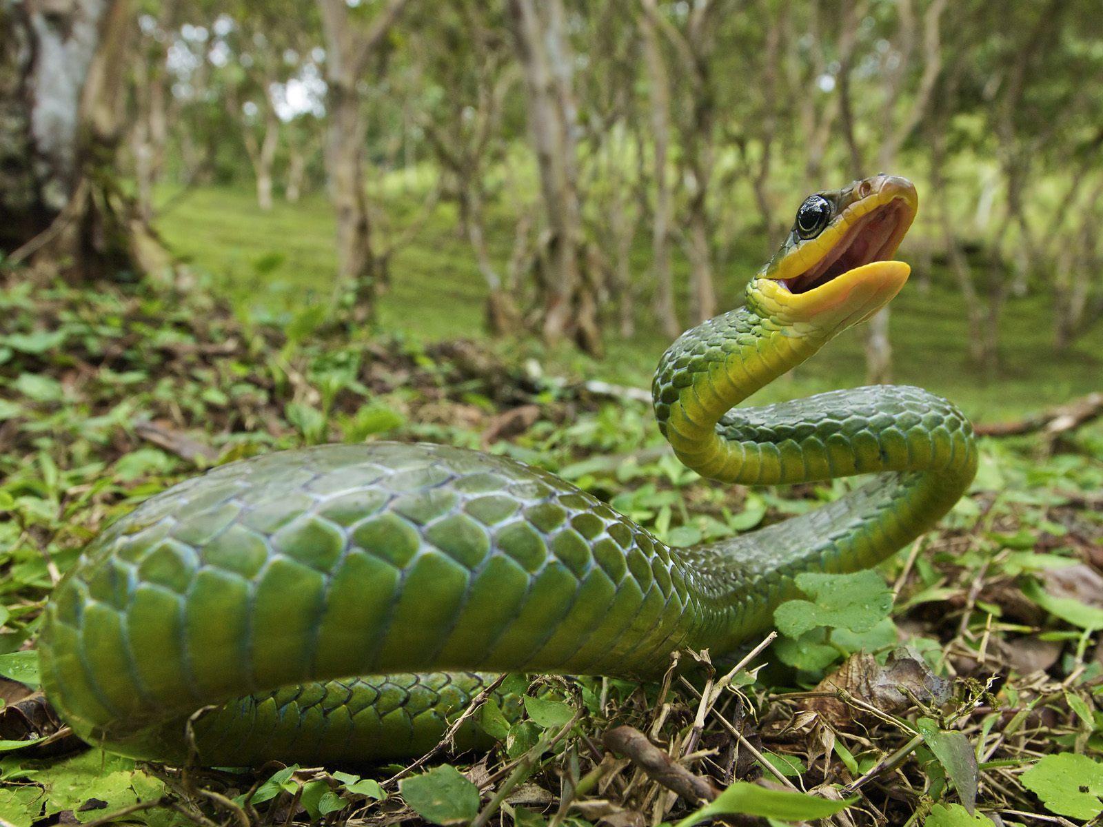 Poisonous Snake Bites HD Wallpaper, Background Image