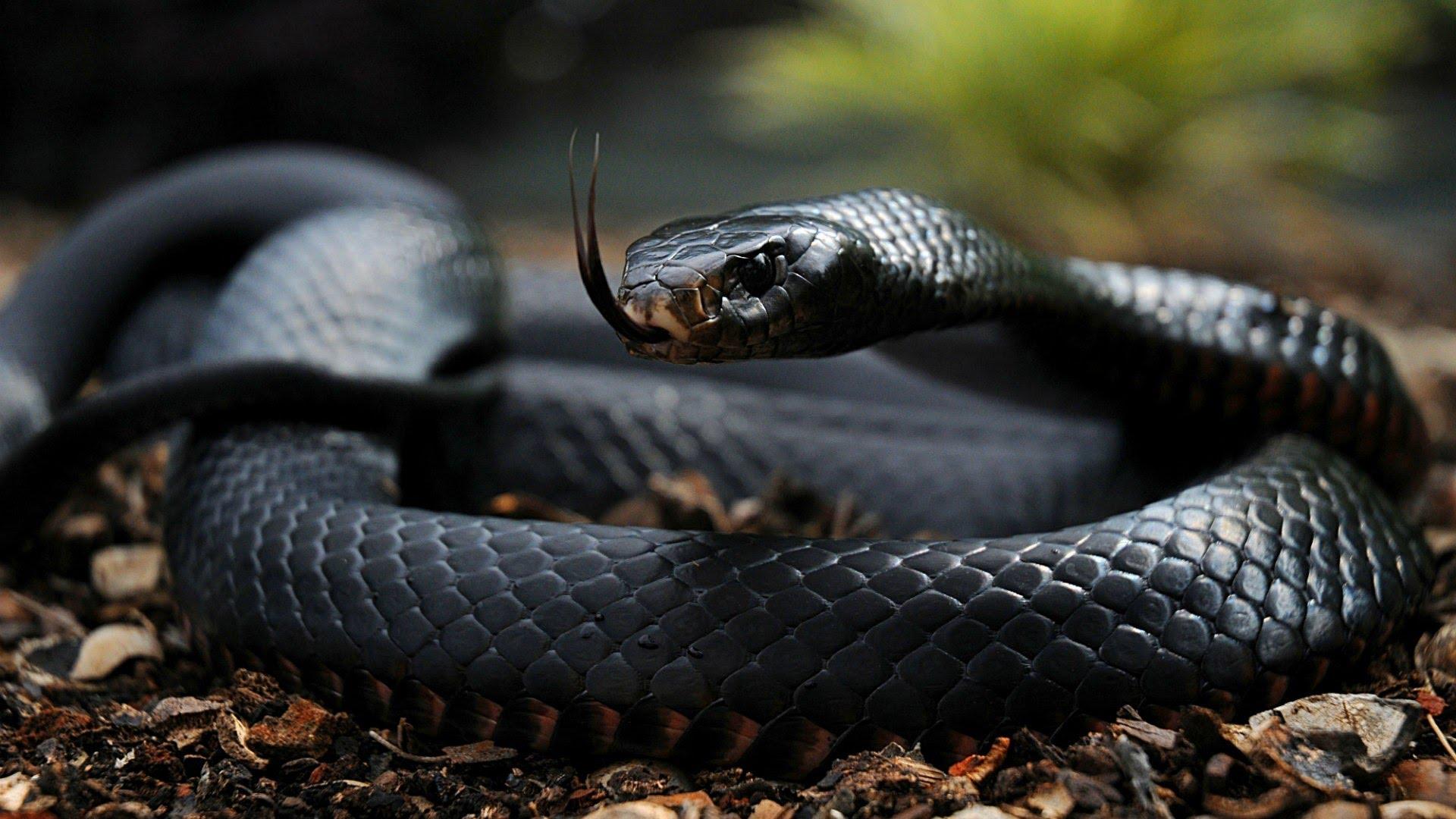 Most Poisonous Snakes HD Wallpaper, Background Image