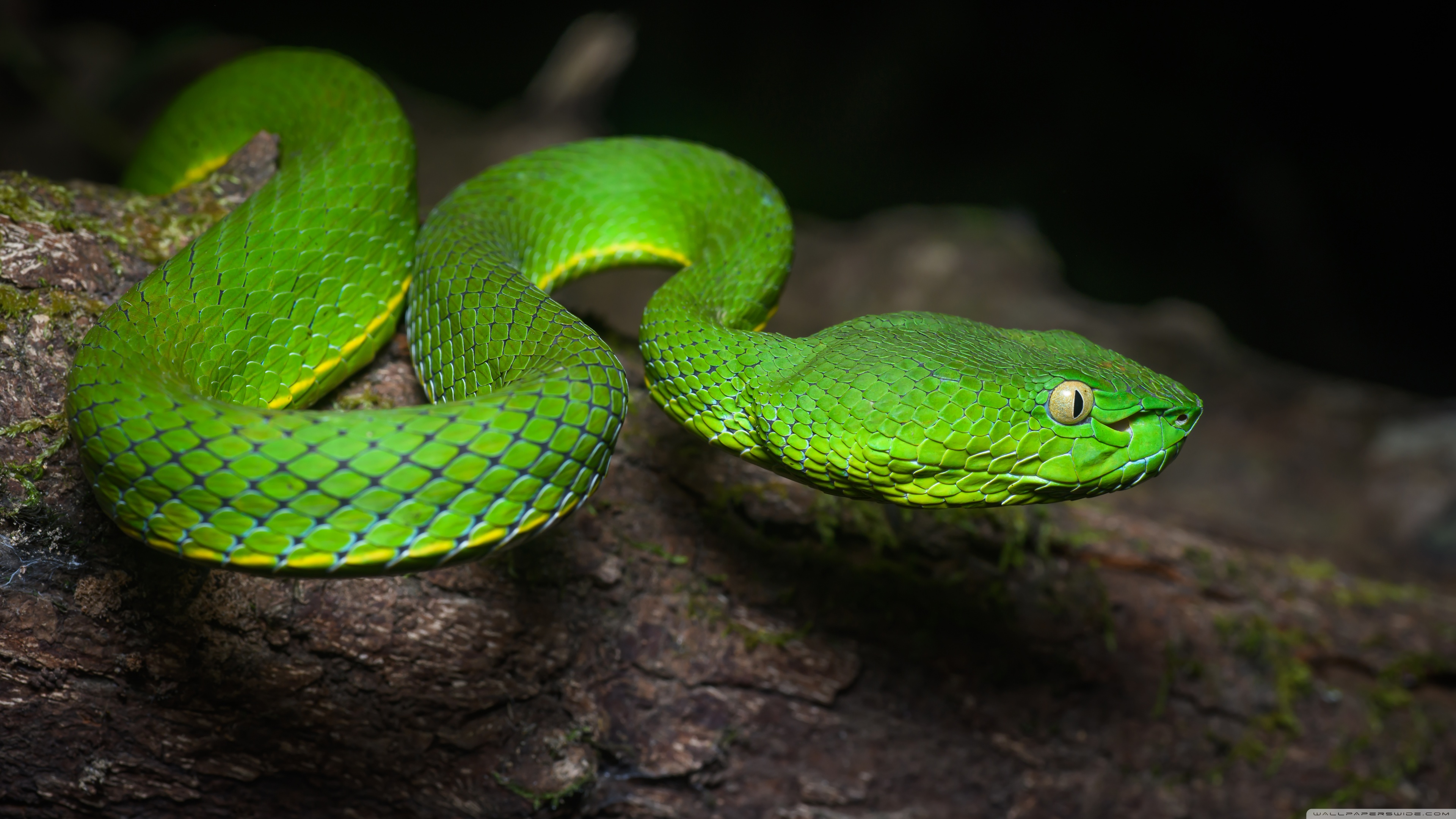 Bright Green Vogel's Pit Viper Venomous Snake Close up ❤ 4K HD