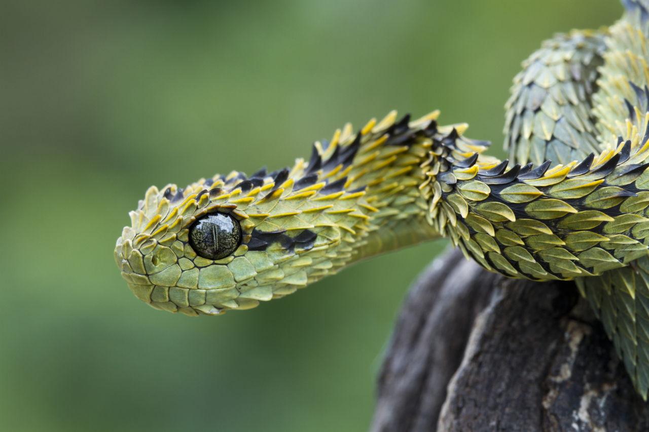 Types of Snakes With Picture: You Should Totally Bookmark This!