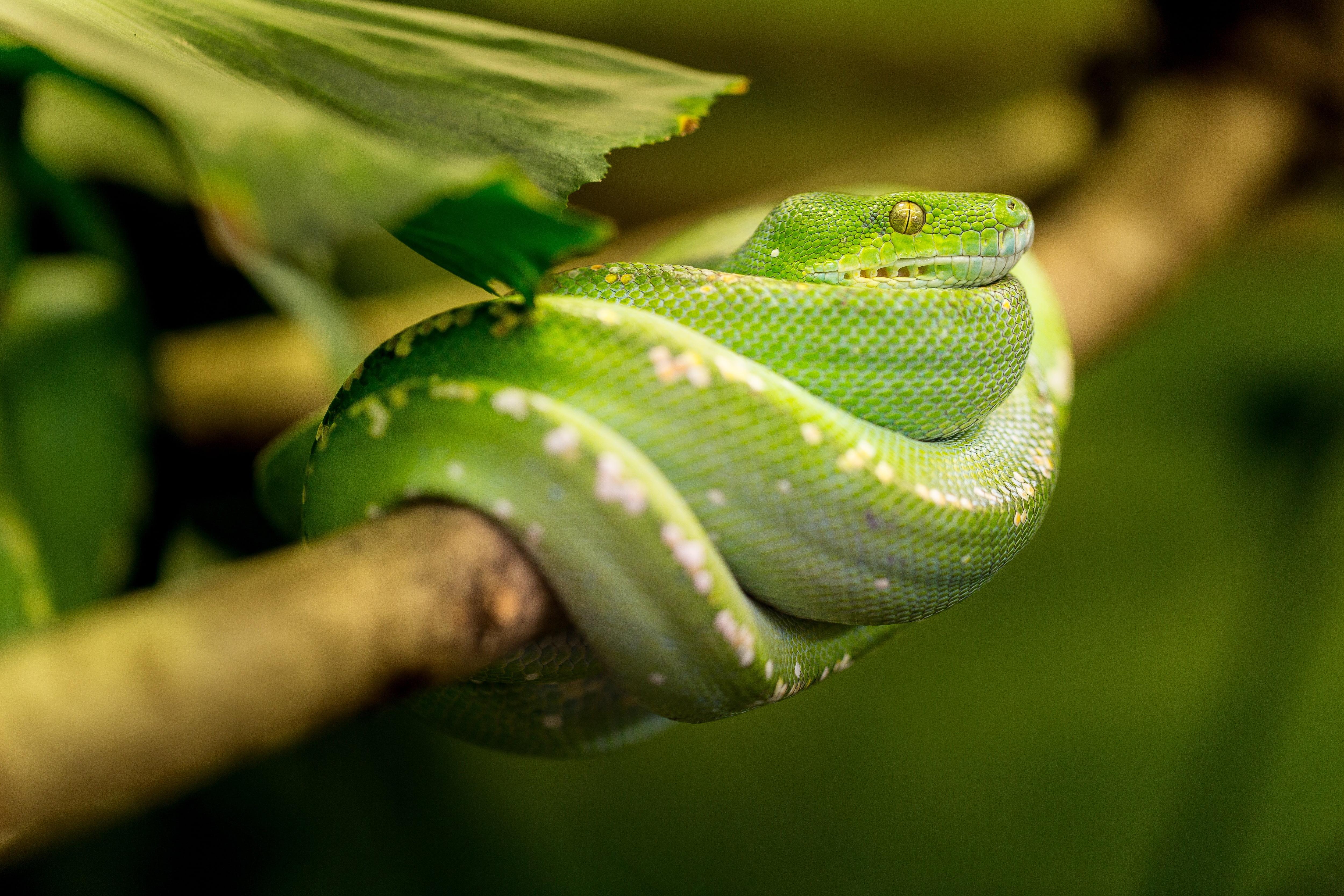 Green venomous snake wrap on stem close photo HD wallpaper