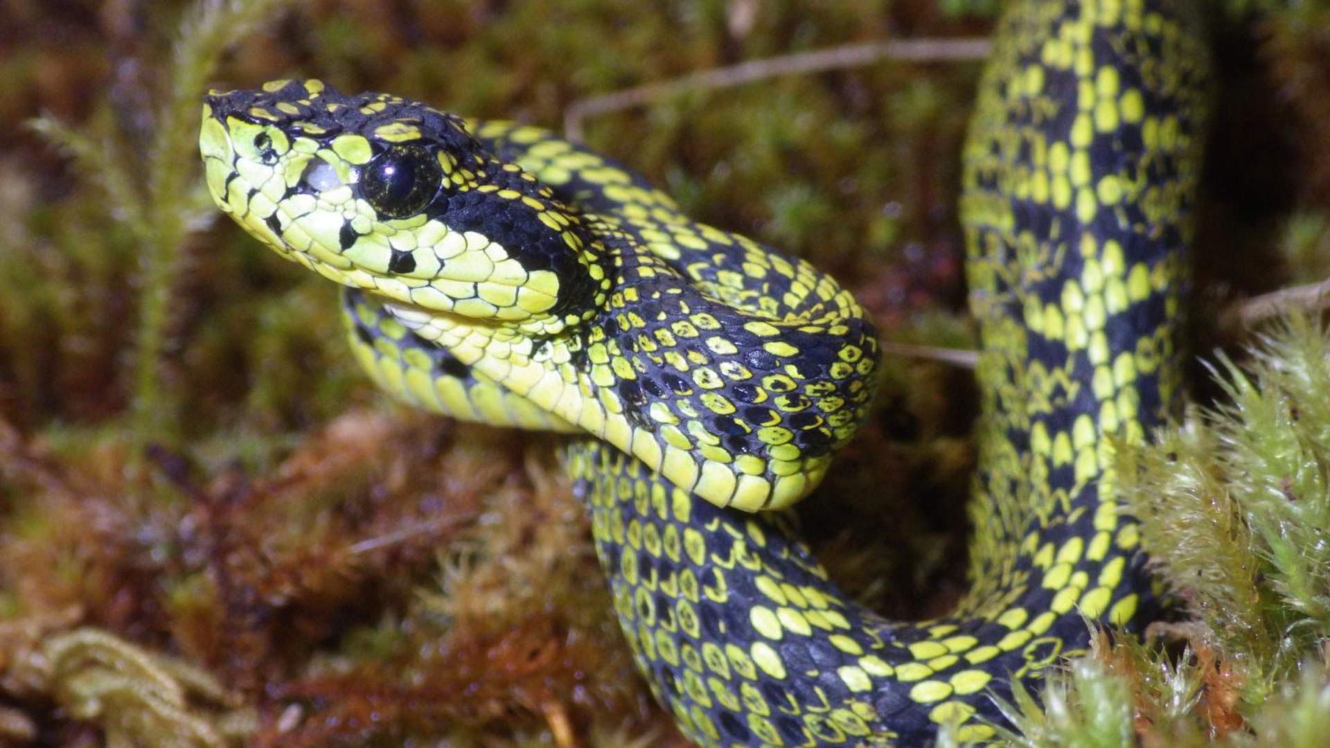 Talamancan Palm Pitviper: Cryptic New Species Of Venomous Snake