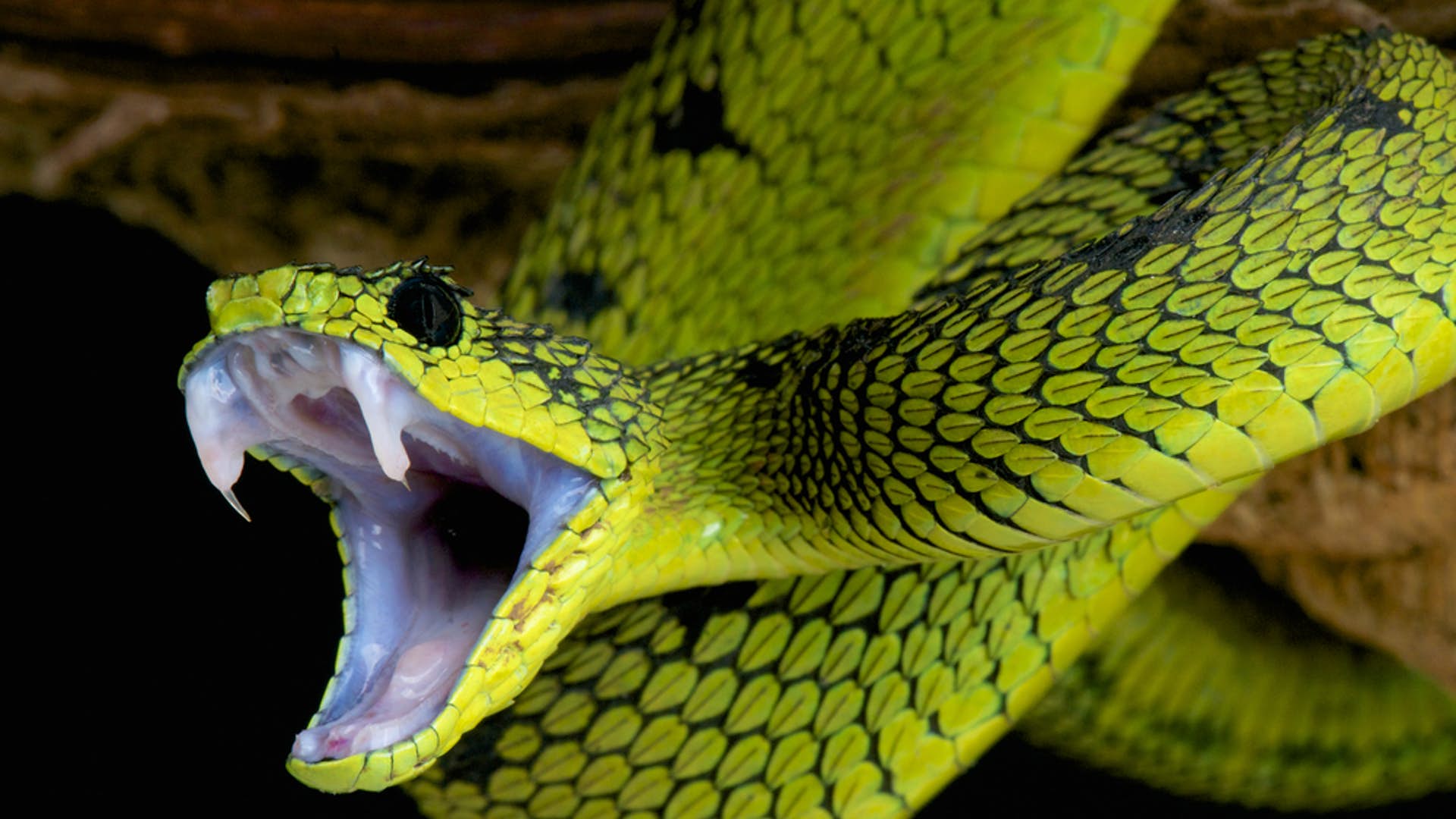 DNA test identifies venomous snakes from their bites