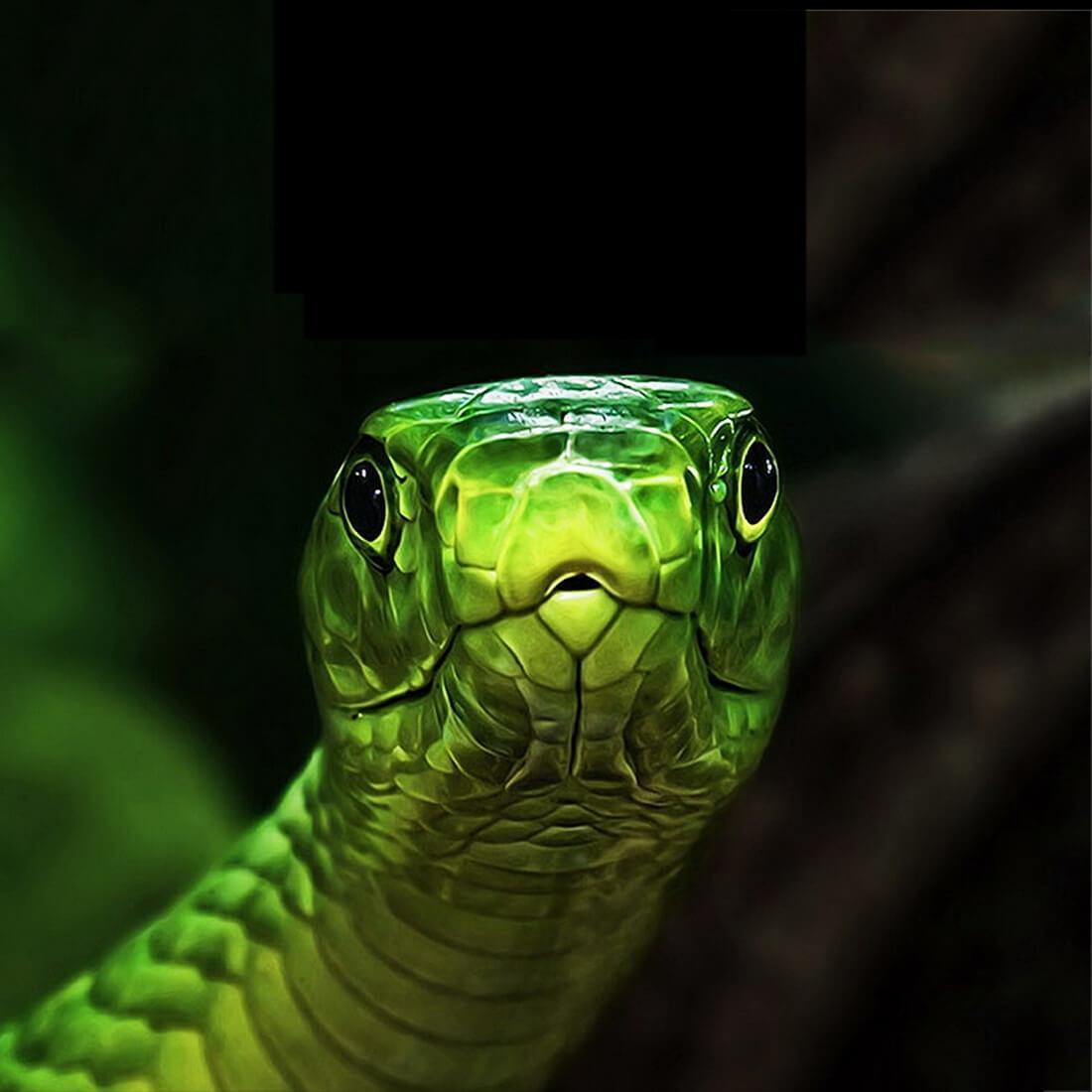 Snake Live Wallpaper for Android