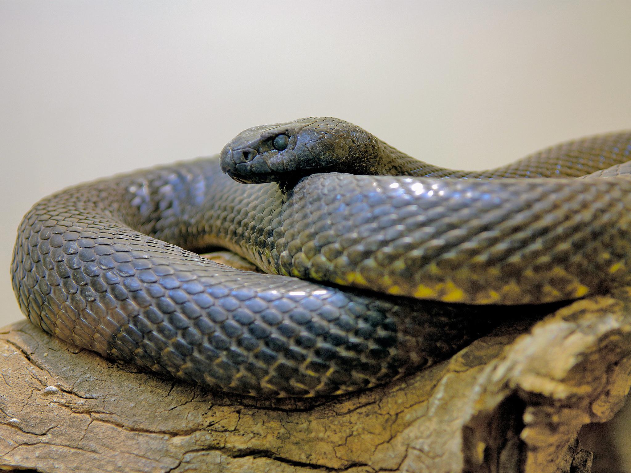 Weird Animal Question of the Week: What's the Most Toxic Snake?