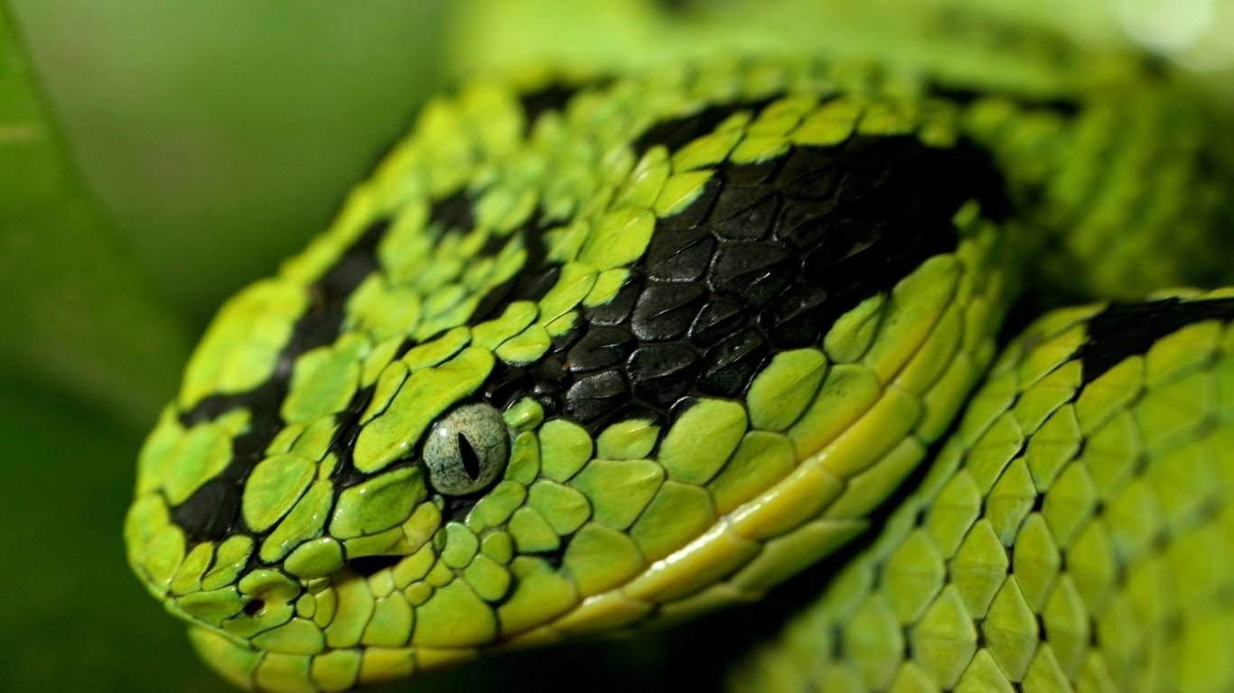Desktop Anaconda Unusual Snakes Photo Wallpaper HD, Wallpaper13.com